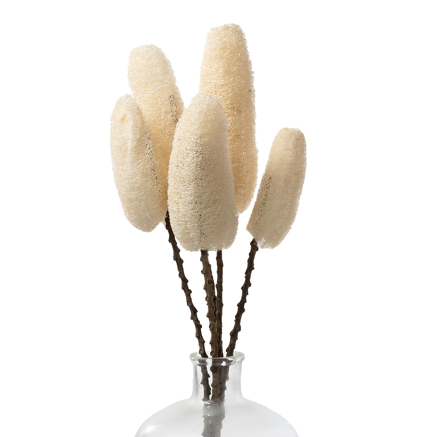 20-22" Dried Loofa Bundle: Bleached