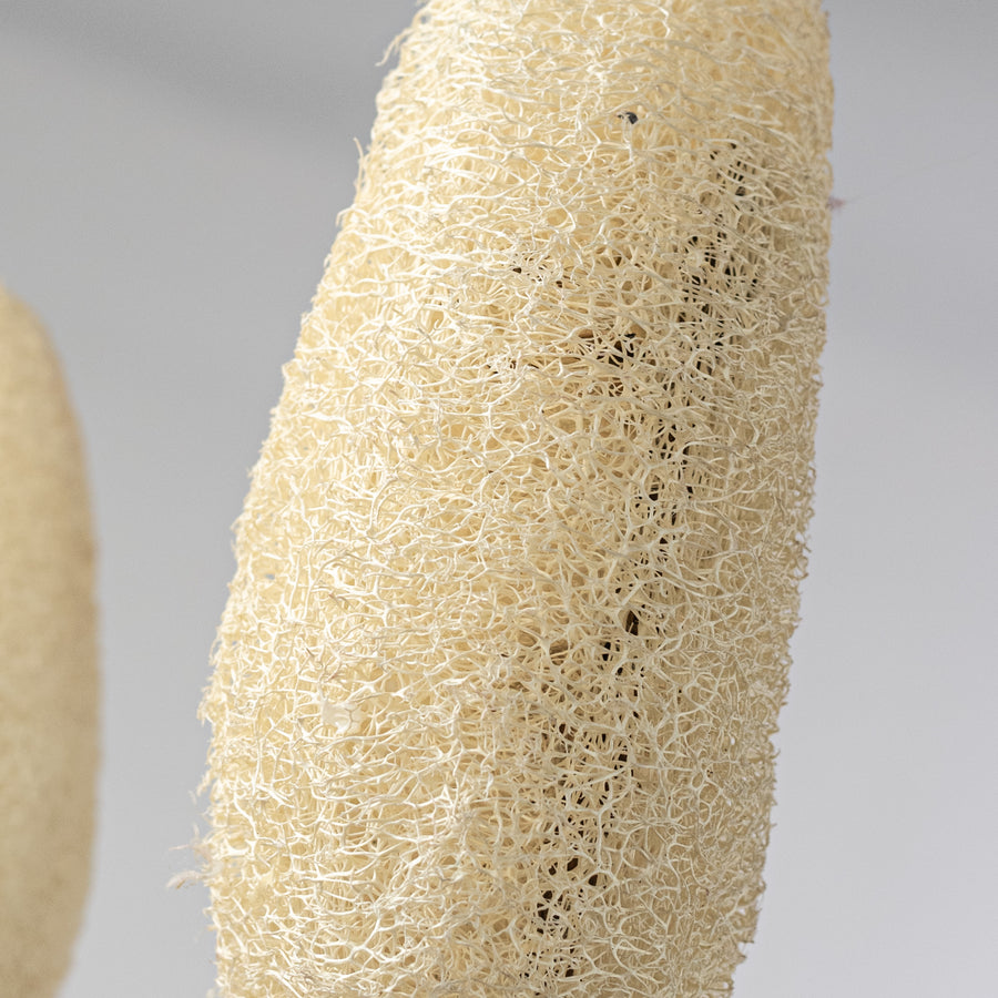 20-22" Dried Loofa Bundle: Bleached