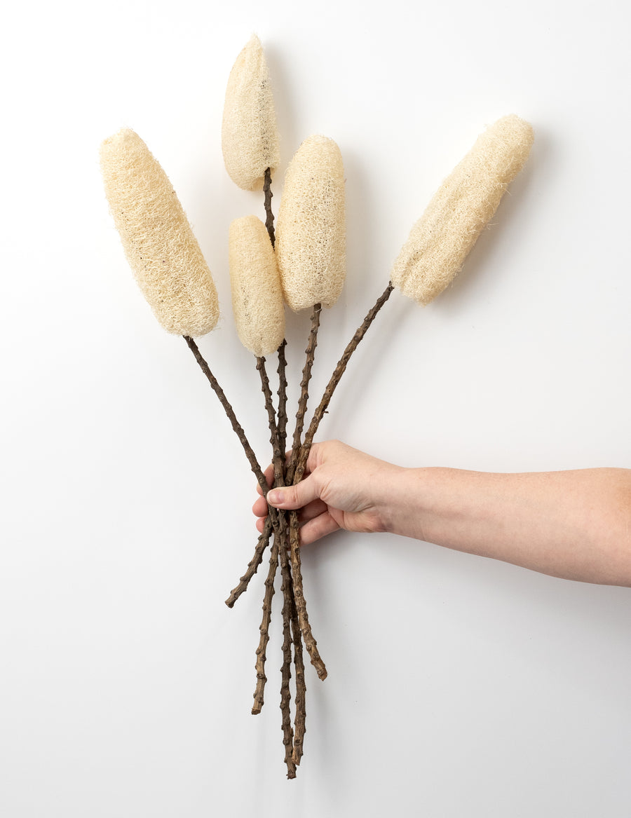 20-22" Dried Loofa Bundle: Bleached
