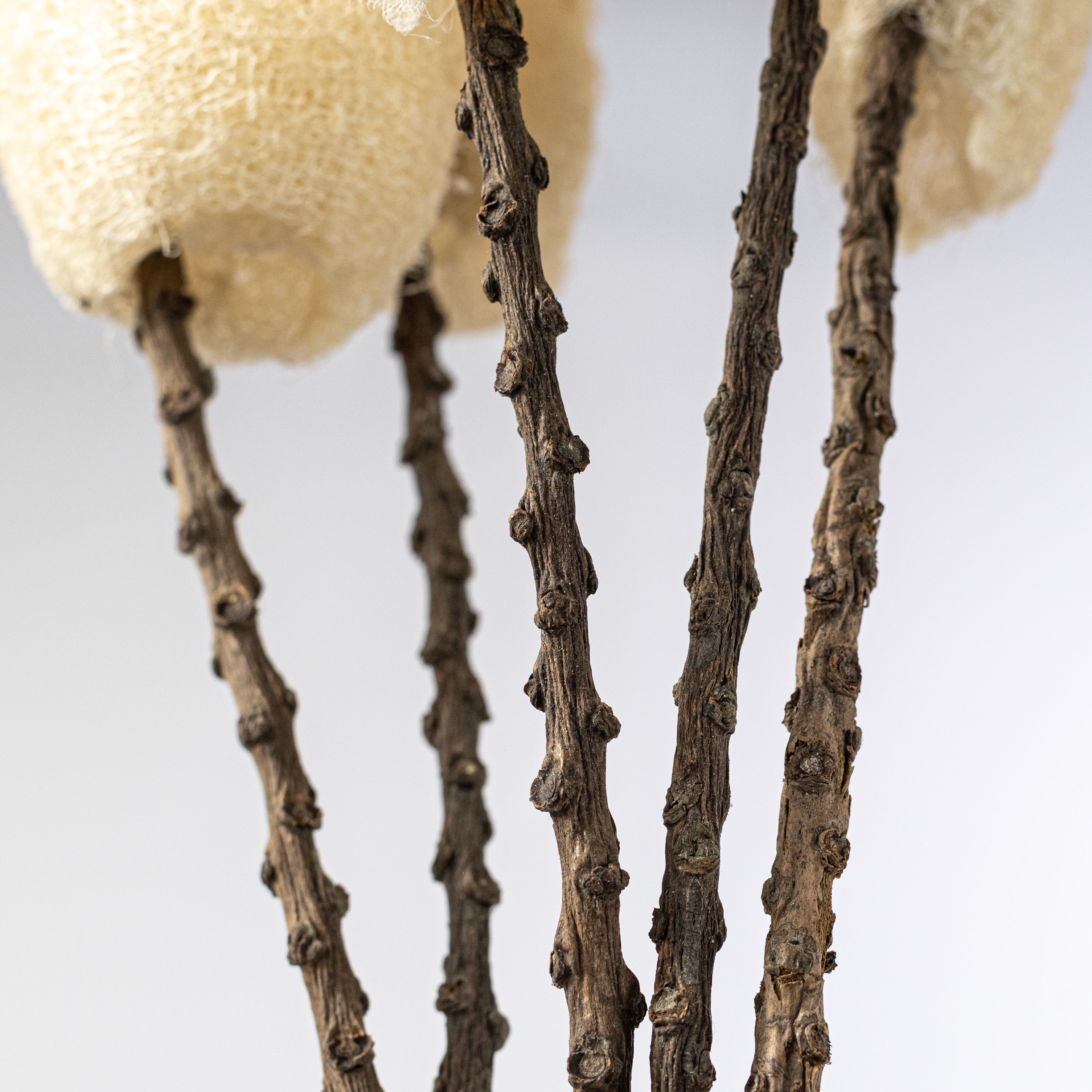 20-22" Dried Loofa Bundle: Bleached