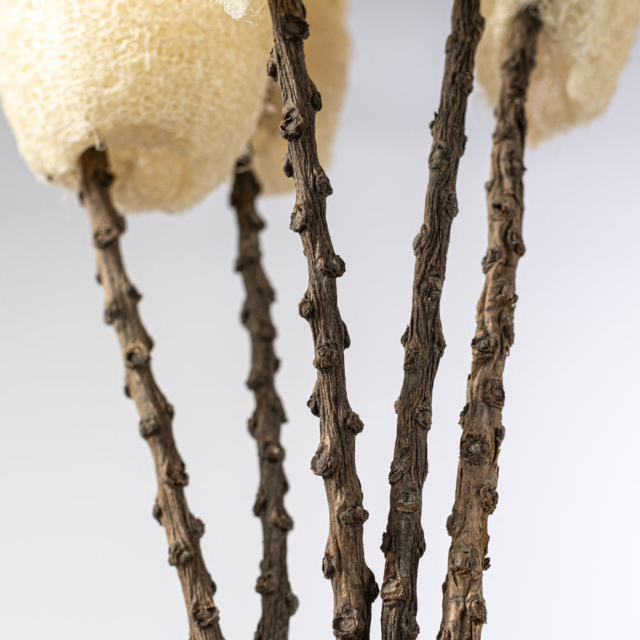 20-22" Dried Loofa Bundle: Bleached
