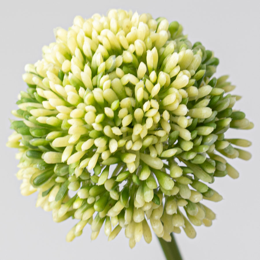 17" Allium Stem: Cream & Green
