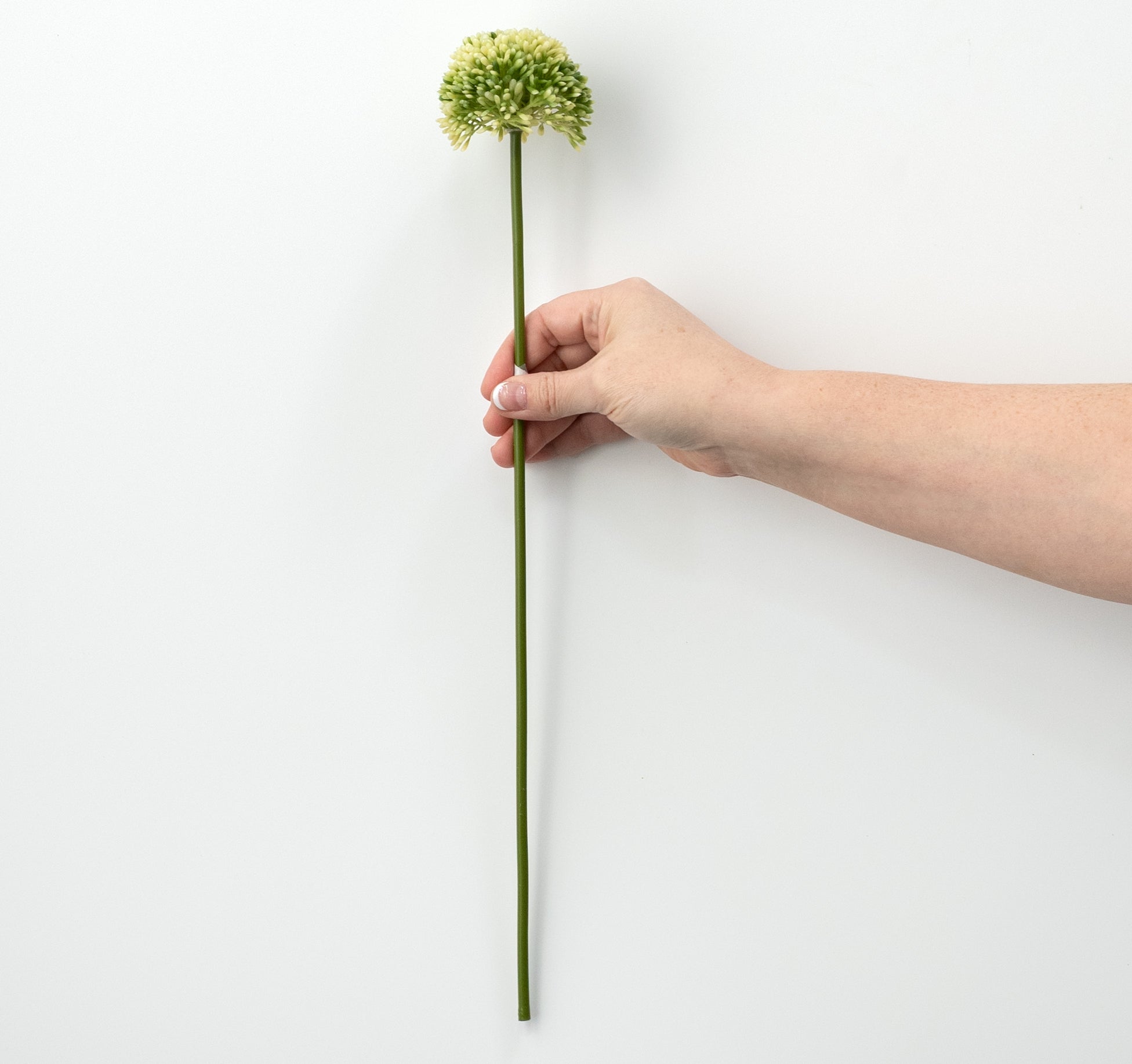 17" Allium Stem: Cream & Green