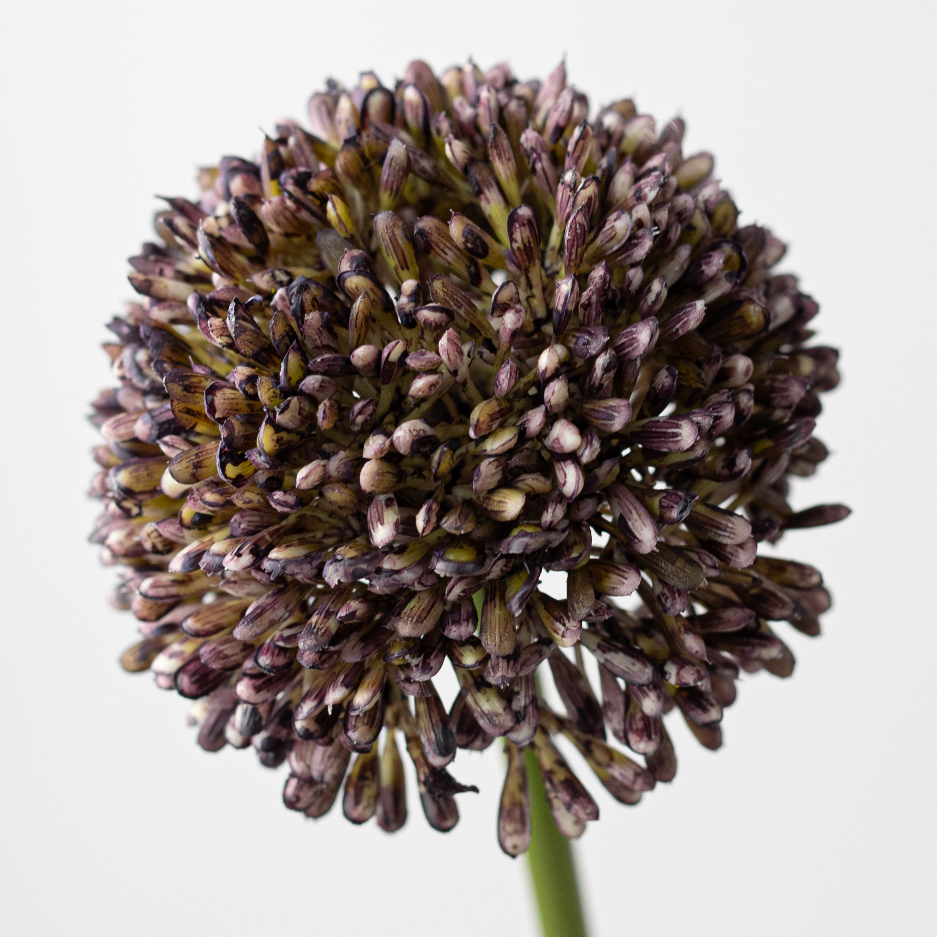 17" Allium Stem: Dark Purple