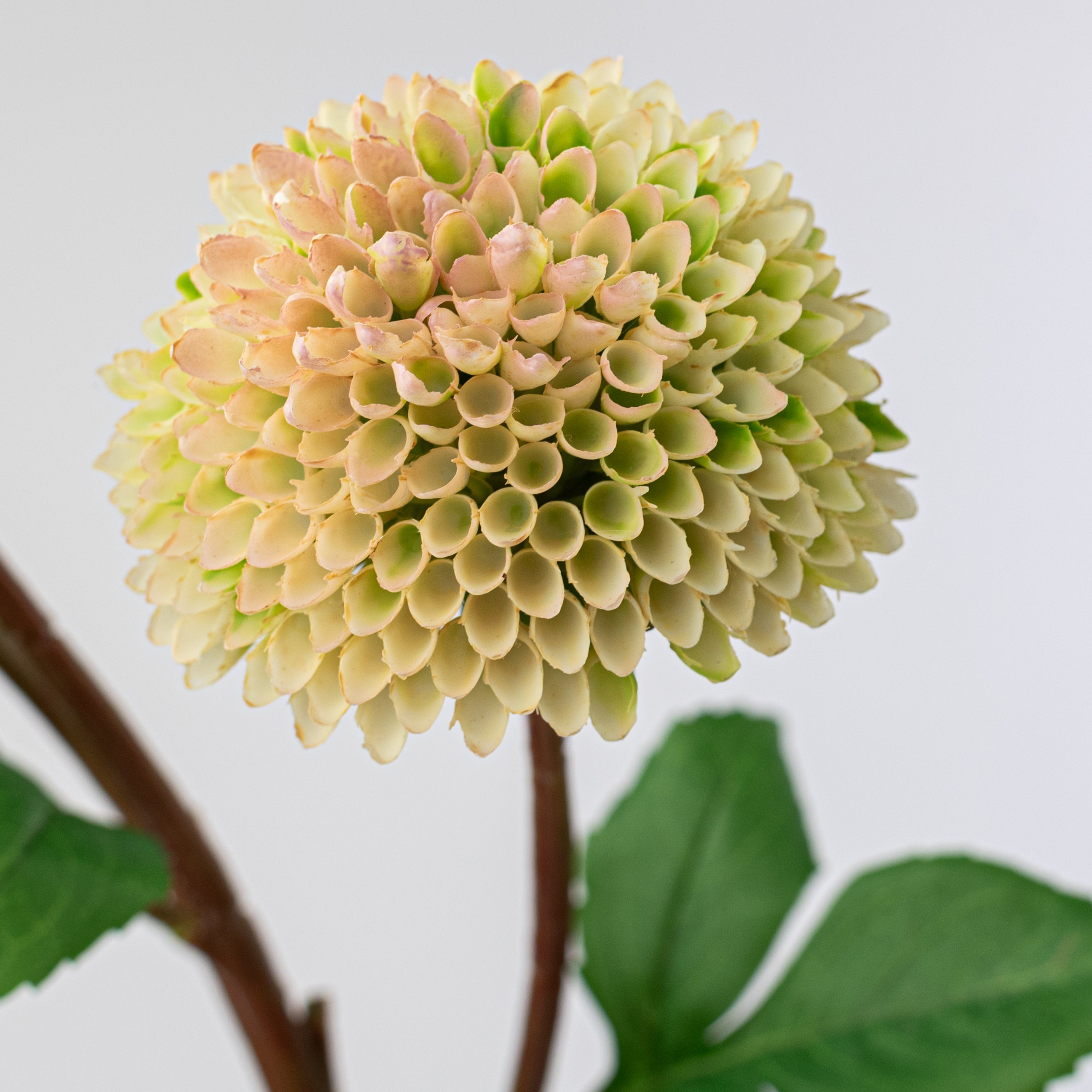 28" Dahlia Spray: Cream & Pink