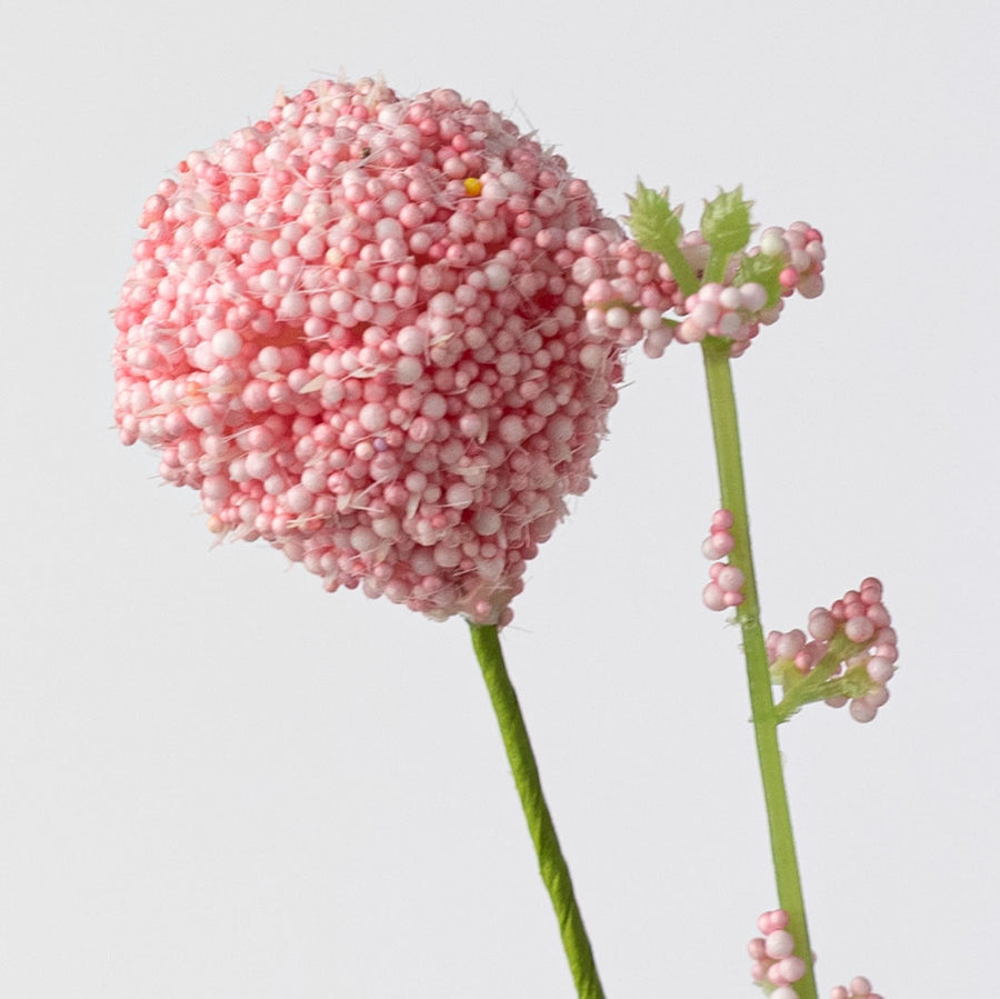 30" Snowball Allium Bush: Pink