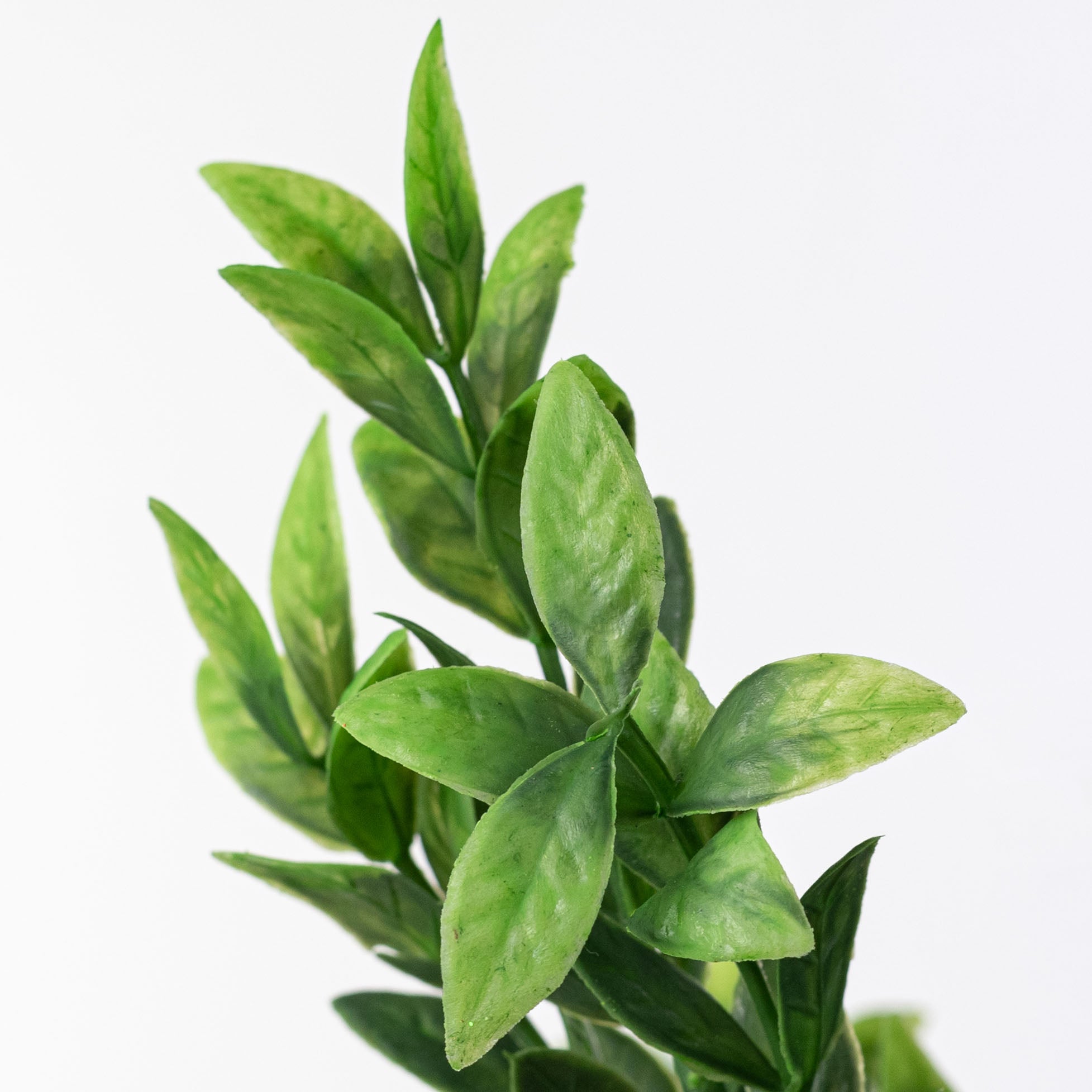 14" Baby Ruscus Bush