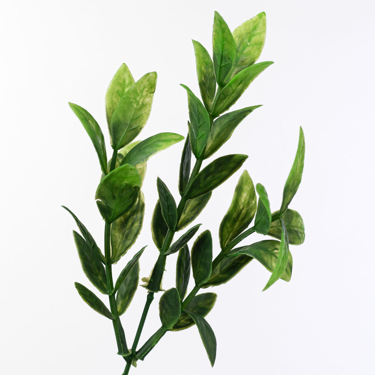 14" Baby Ruscus Bush
