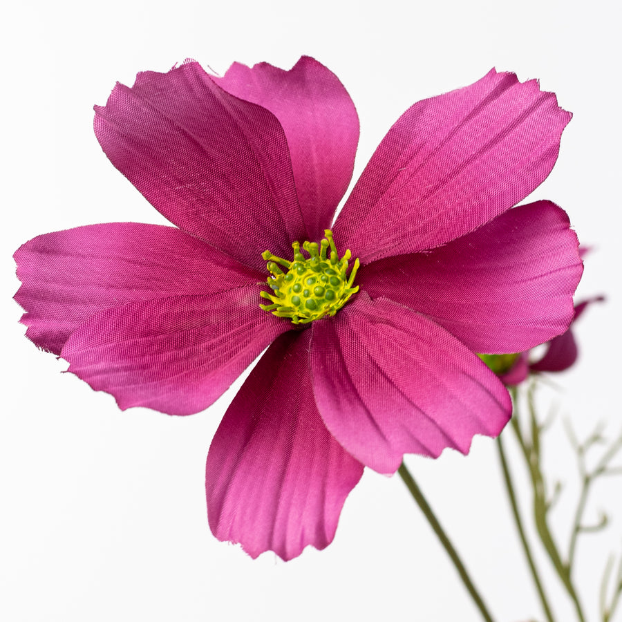 20" Garden Cosmos Bush: Beauty Pink