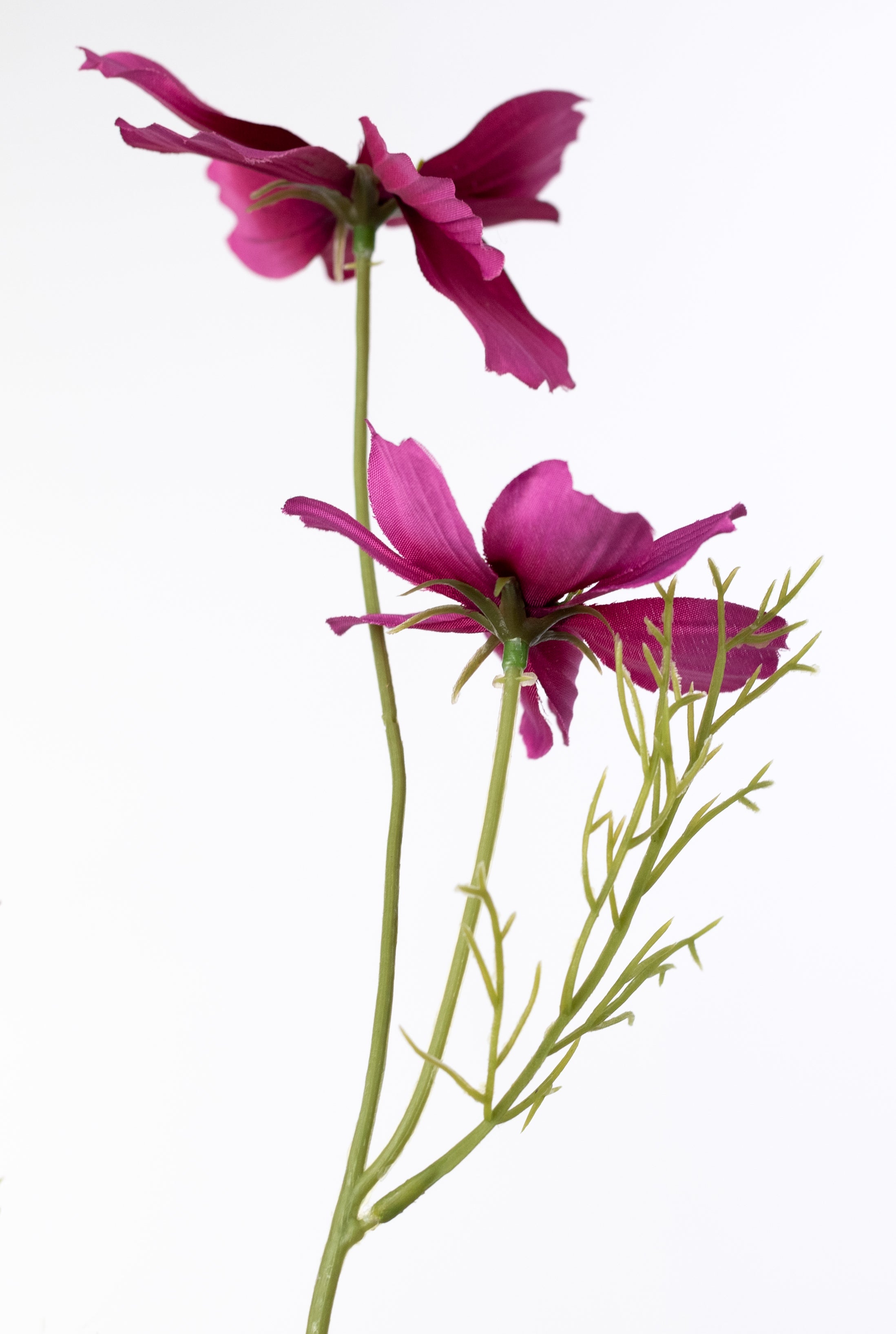 20" Garden Cosmos Bush: Beauty Pink
