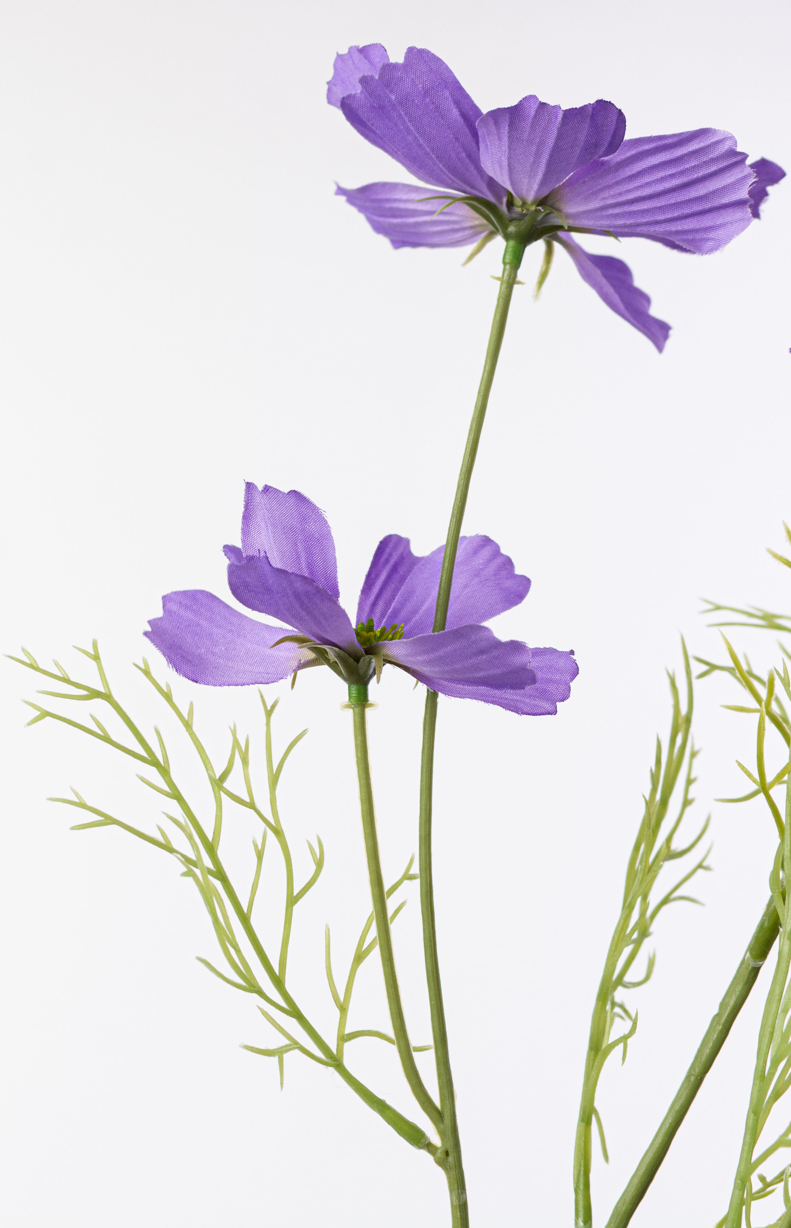 20" Garden Cosmos Bush: Lavender Purple