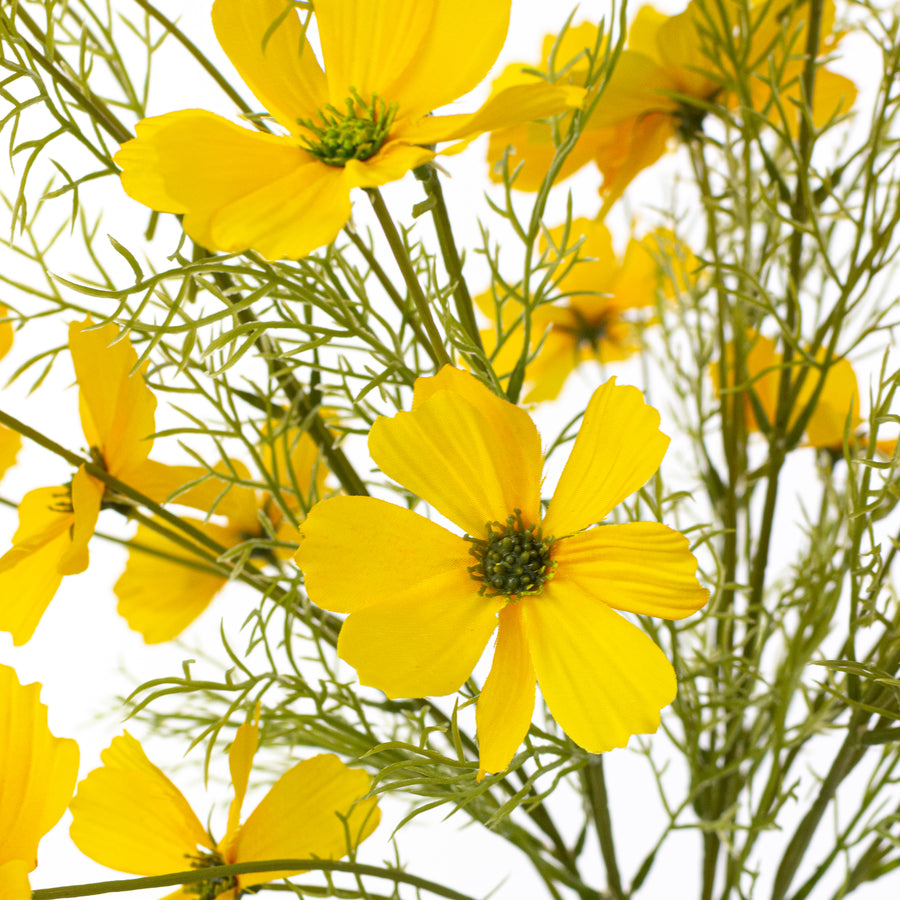 20" Garden Cosmos Bush: Yellow