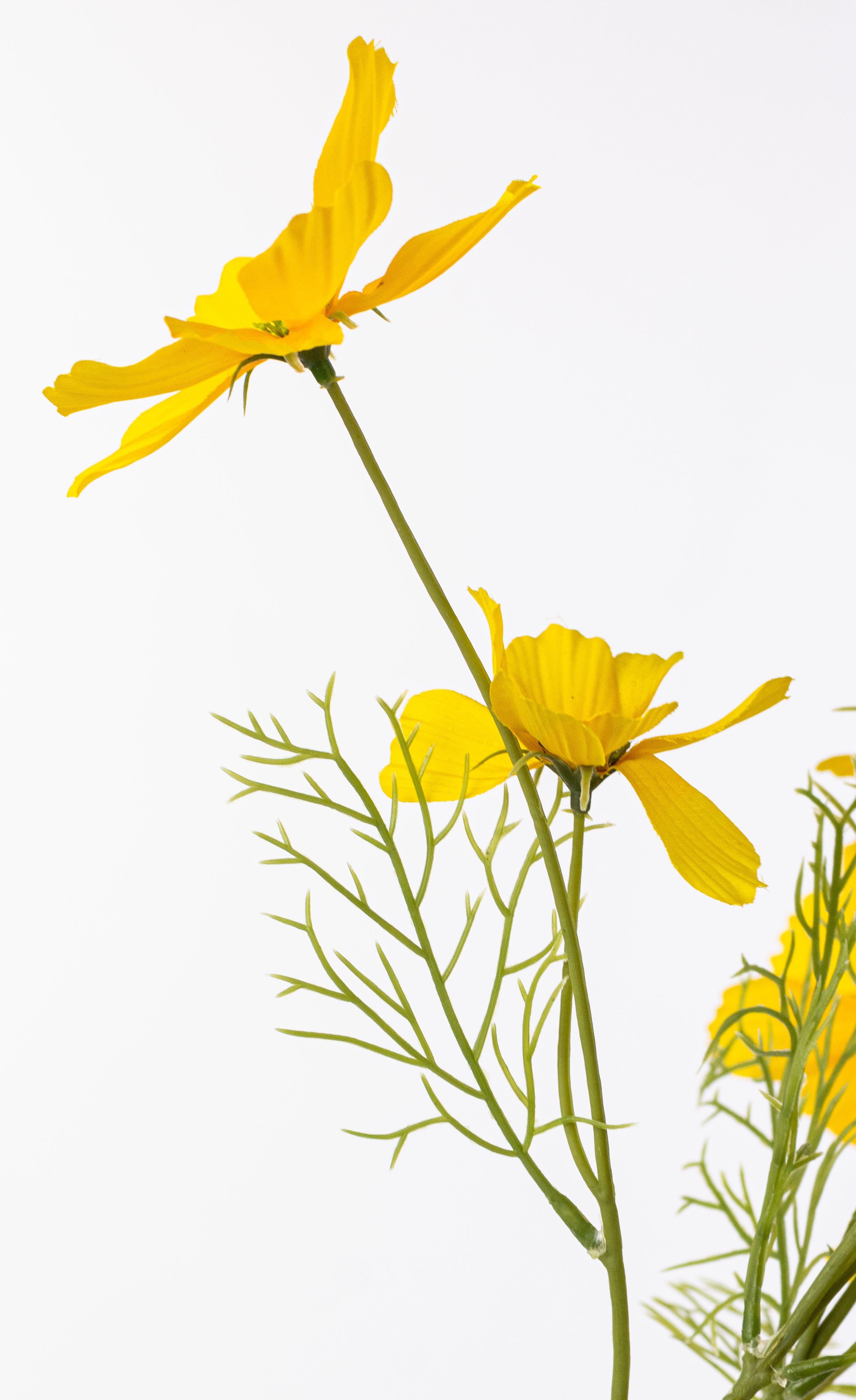 20" Garden Cosmos Bush: Yellow