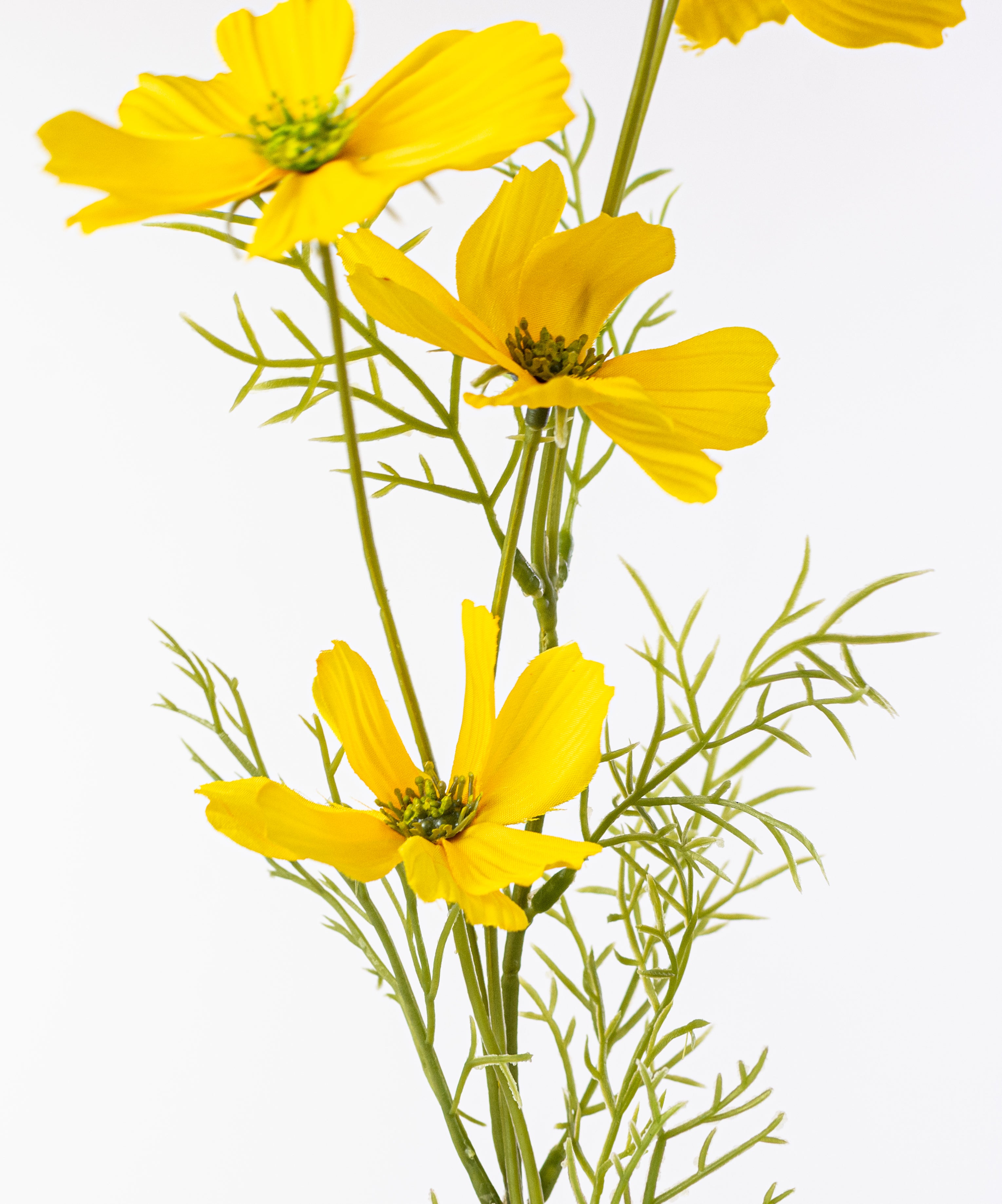 20" Garden Cosmos Bush: Yellow