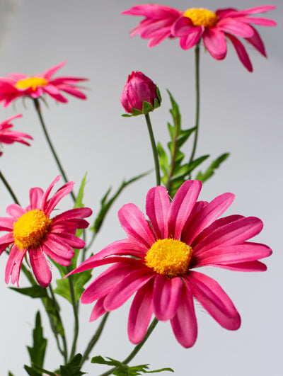 25" Daisy & Buds Spray x5: Beauty Pink