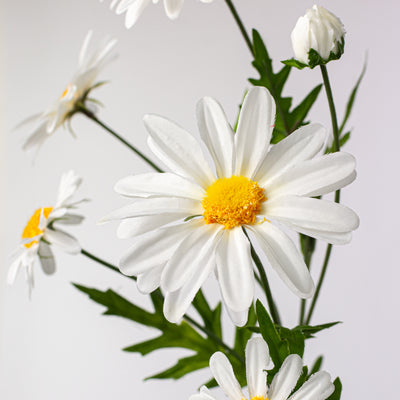 25" Daisy & Buds Spray x5: Cream White