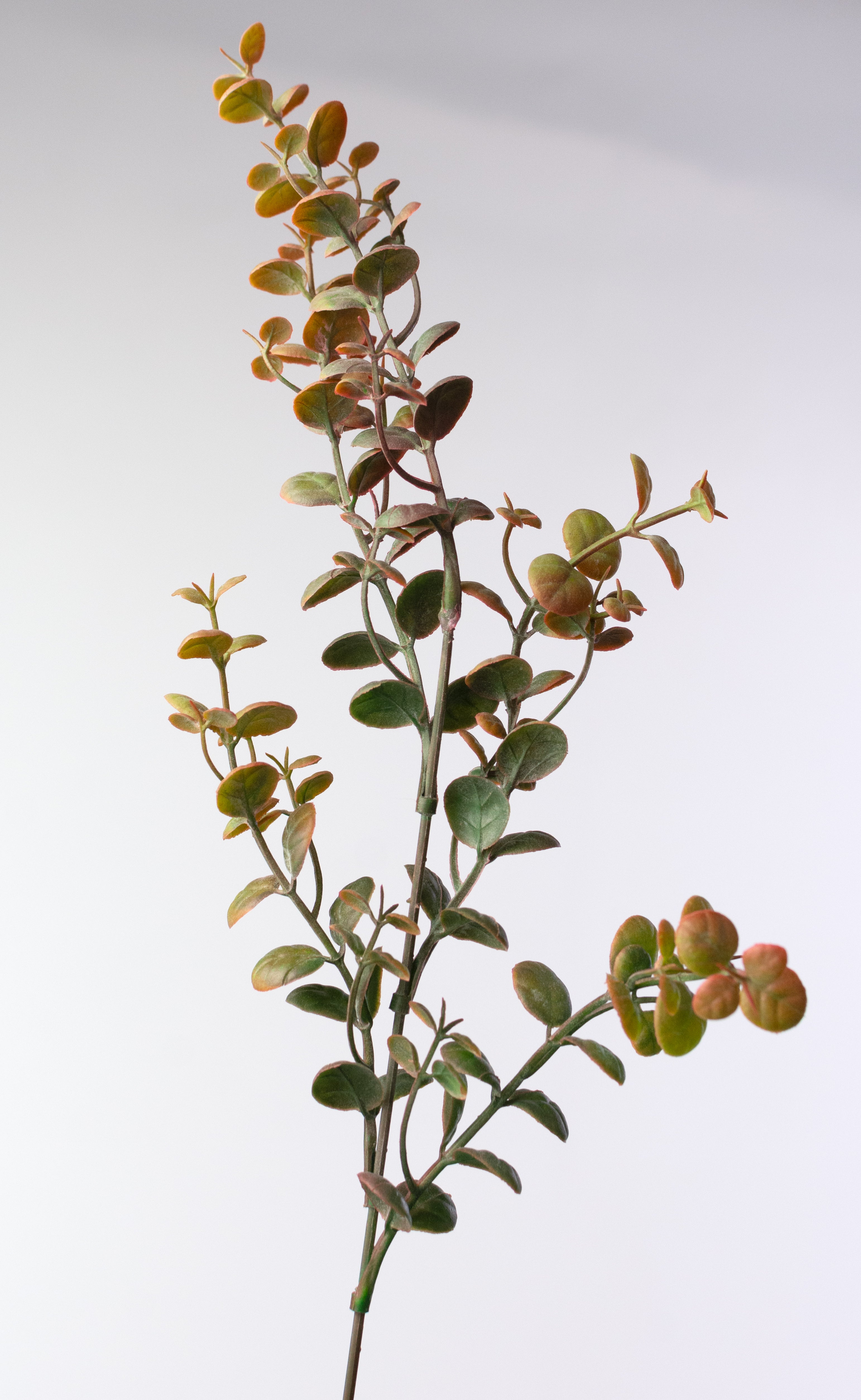 21" Plastic Boxwood Bush: Brown Green