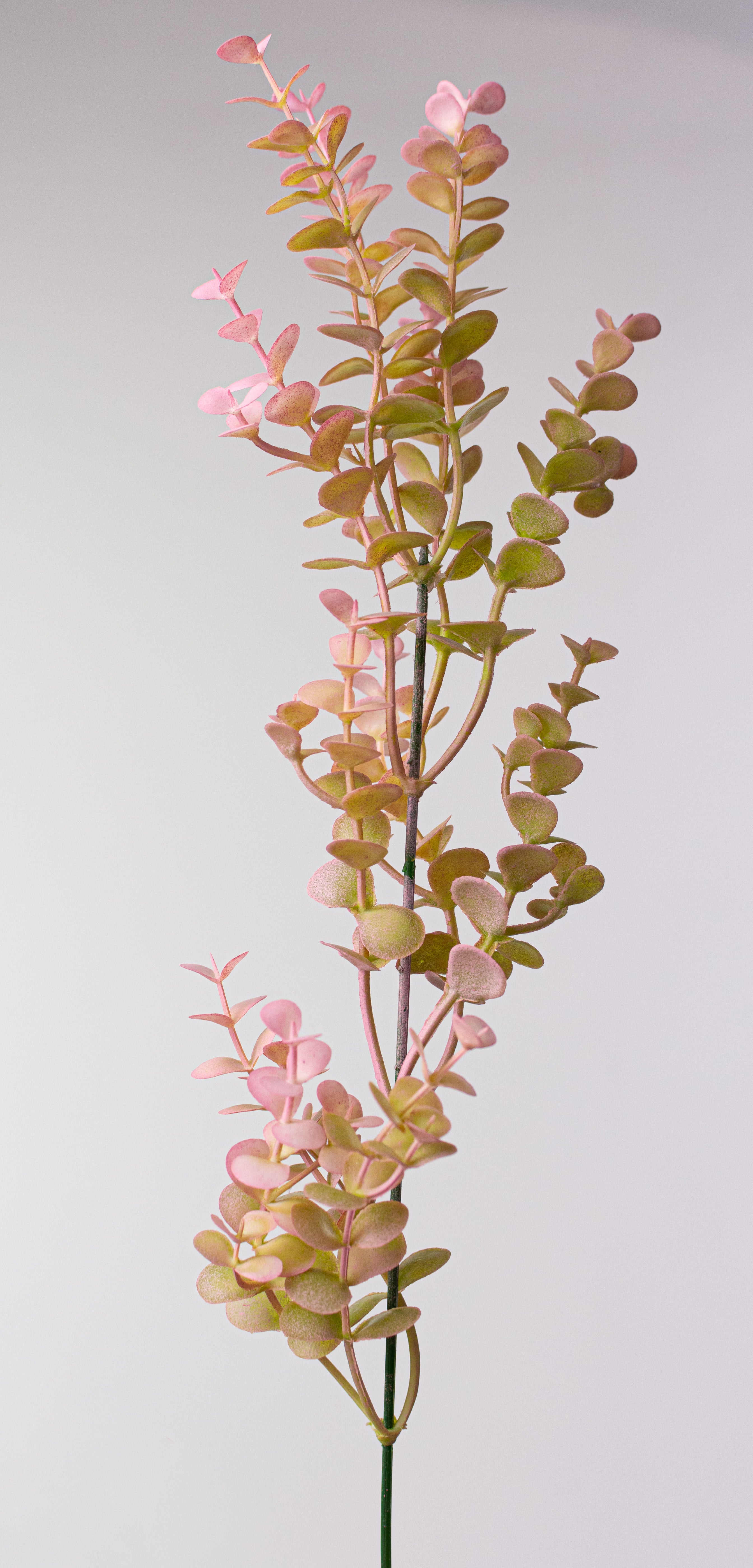20" Plastic Eucalyptus Bush: Pink
