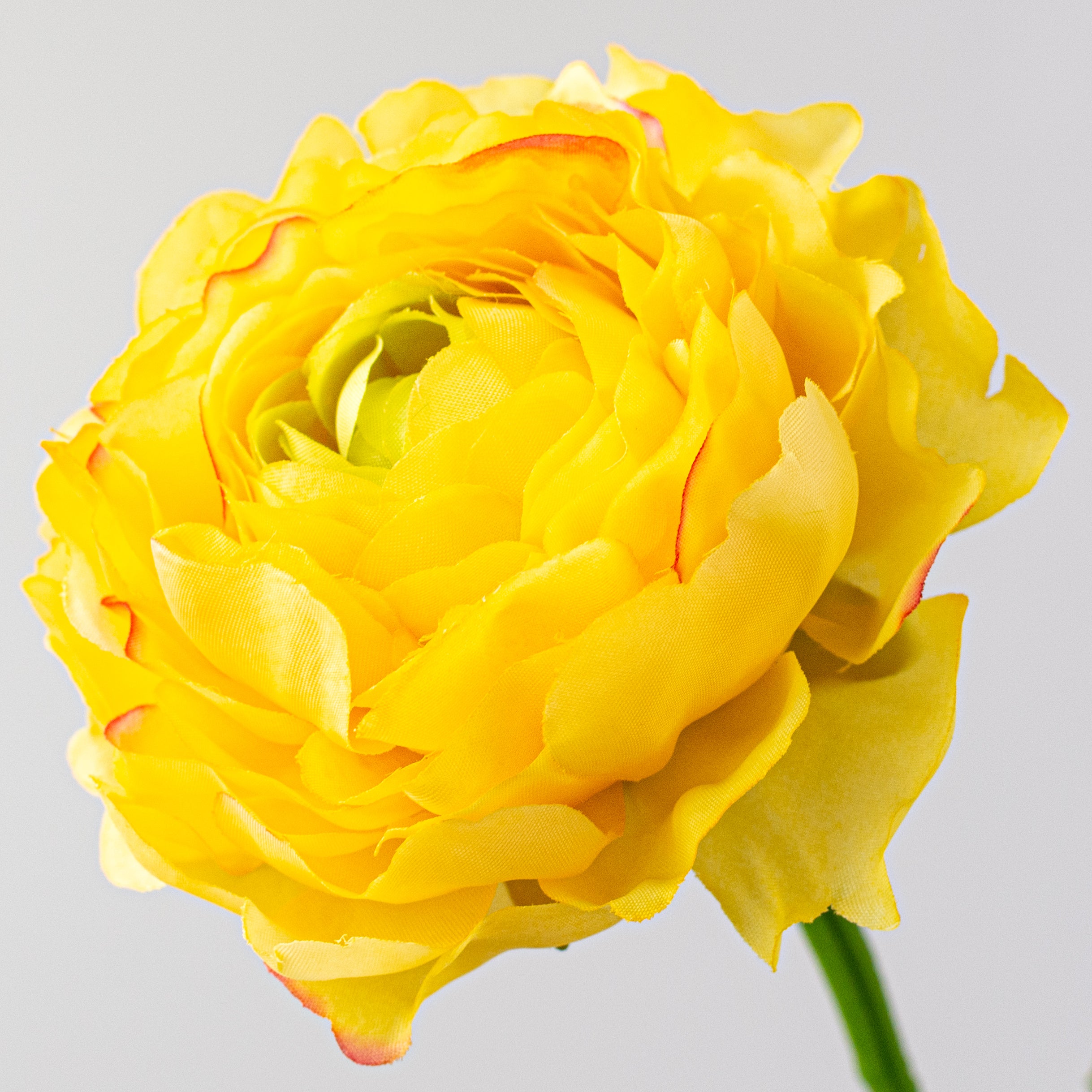 20" Ranunculus Stem: Yellow