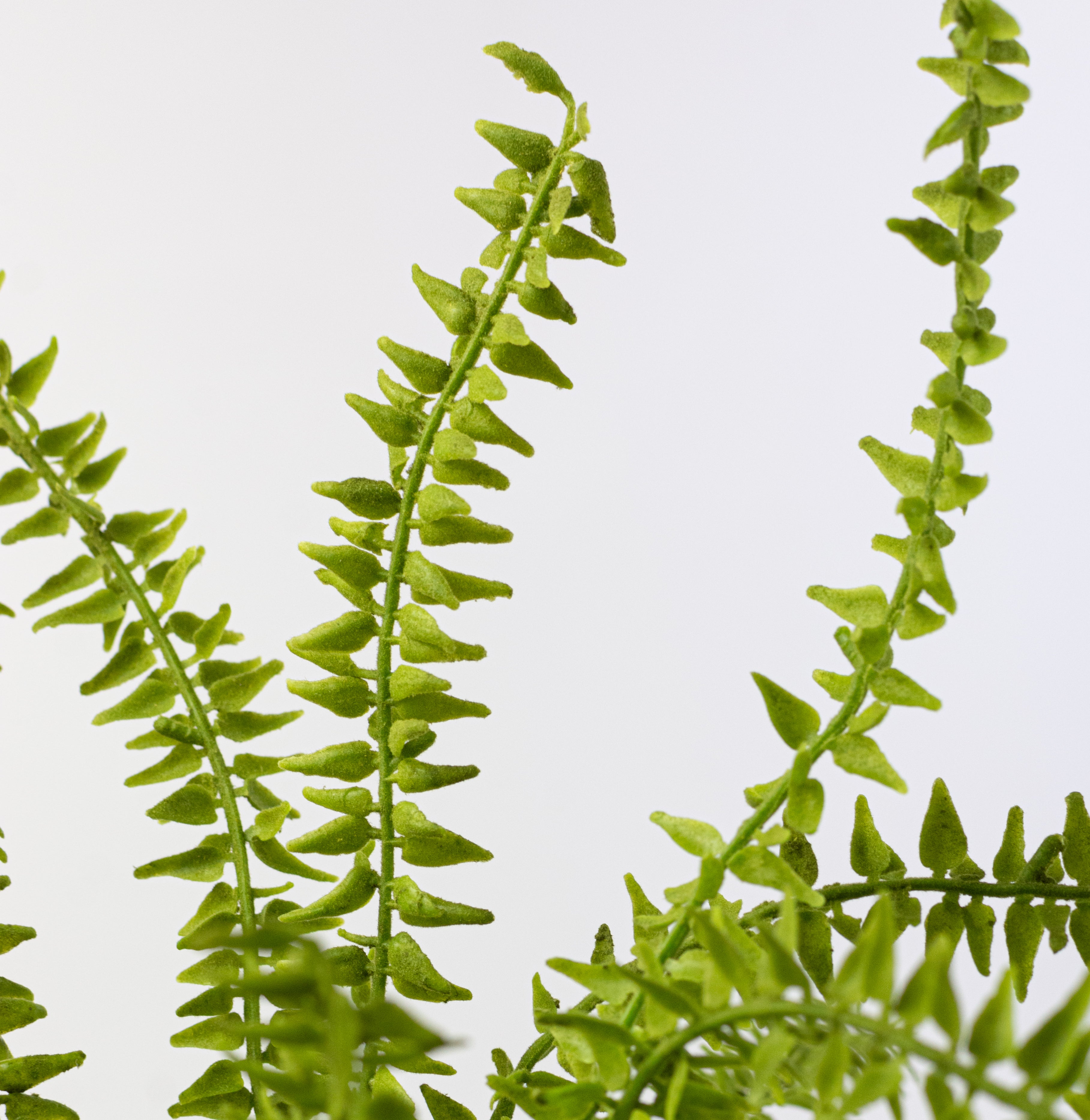 21" Plastic Flocked Boston Fern Bush