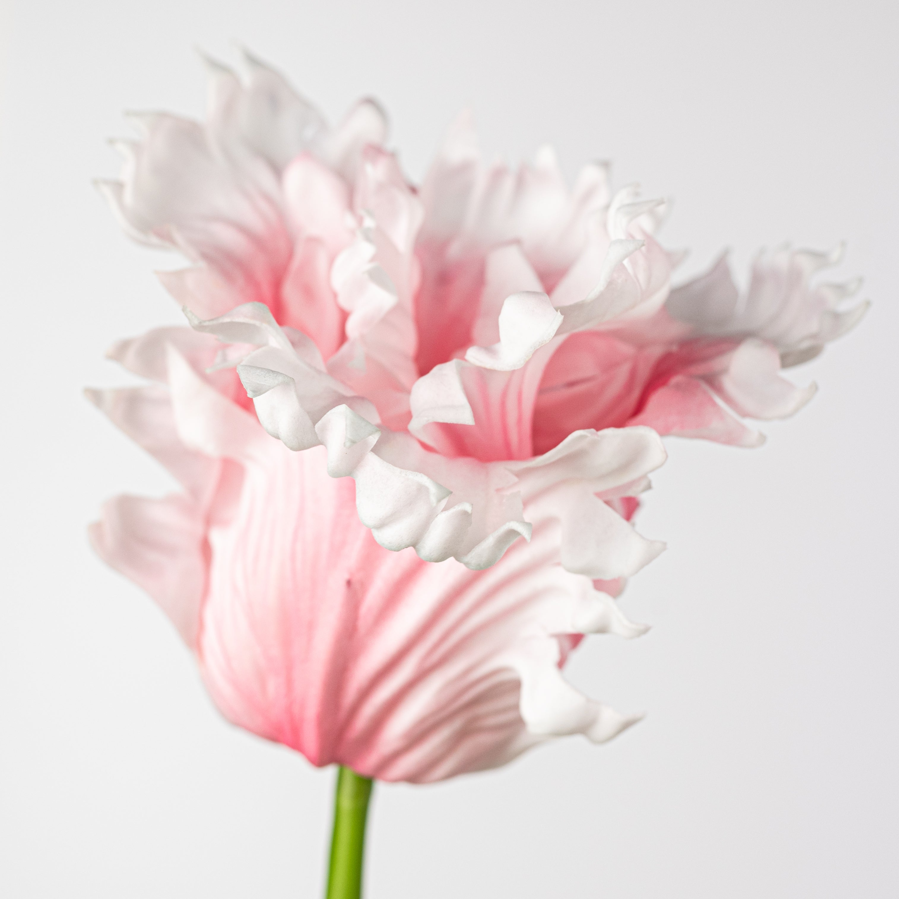 31" Parrot Tulip Stem: Light Pink