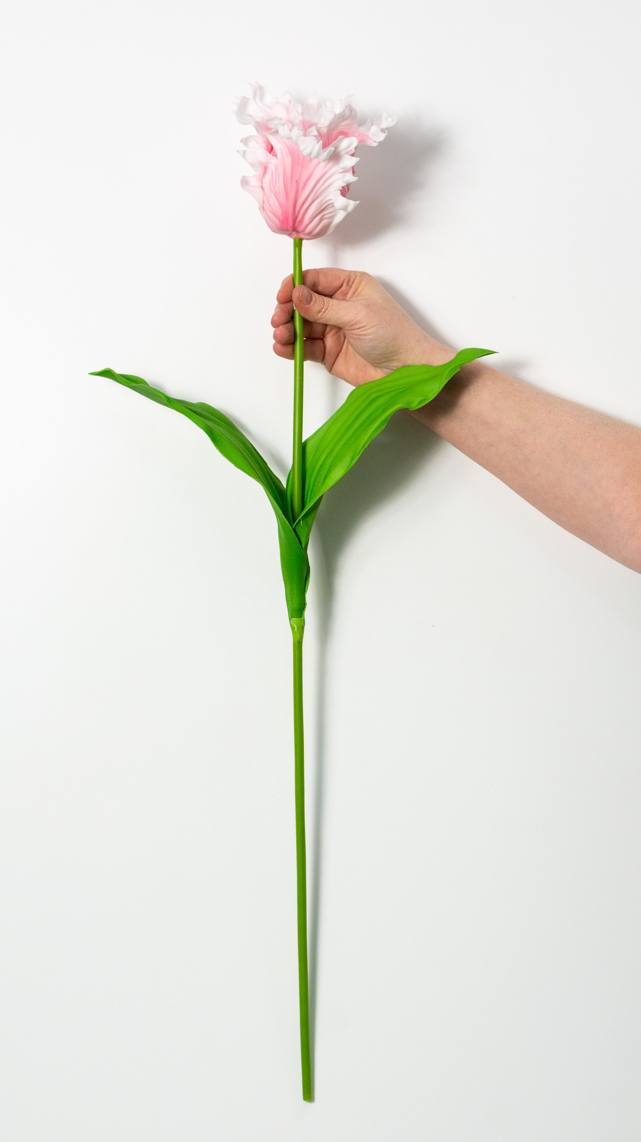31" Parrot Tulip Stem: Light Pink