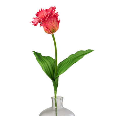 31" Parrot Tulip Stem: Pink Yellow