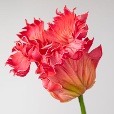31" Parrot Tulip Stem: Pink Yellow