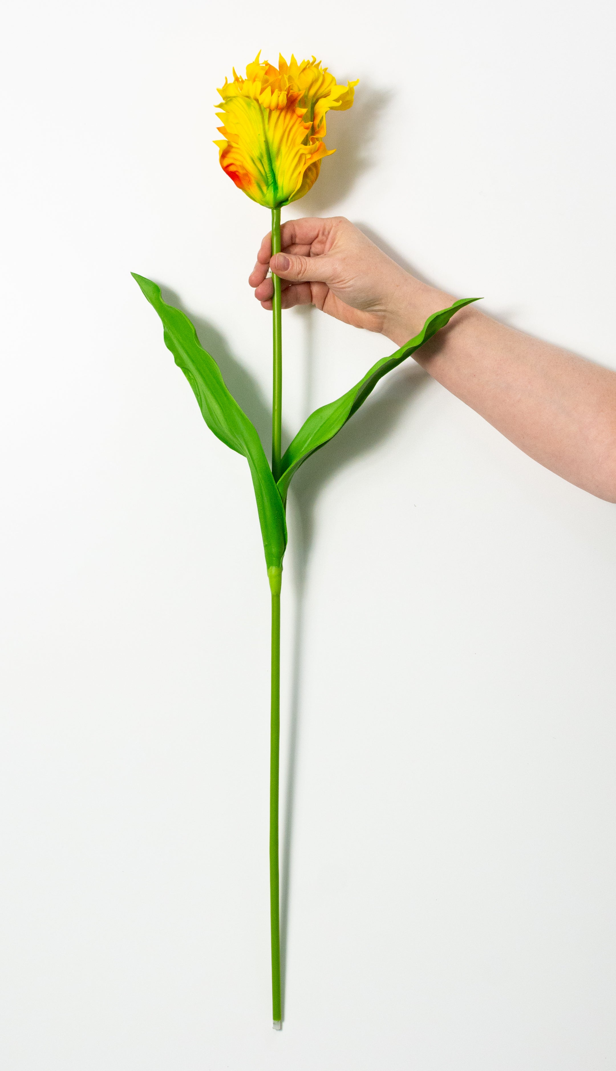 31" Parrot Tulip Stem: Yellow Red