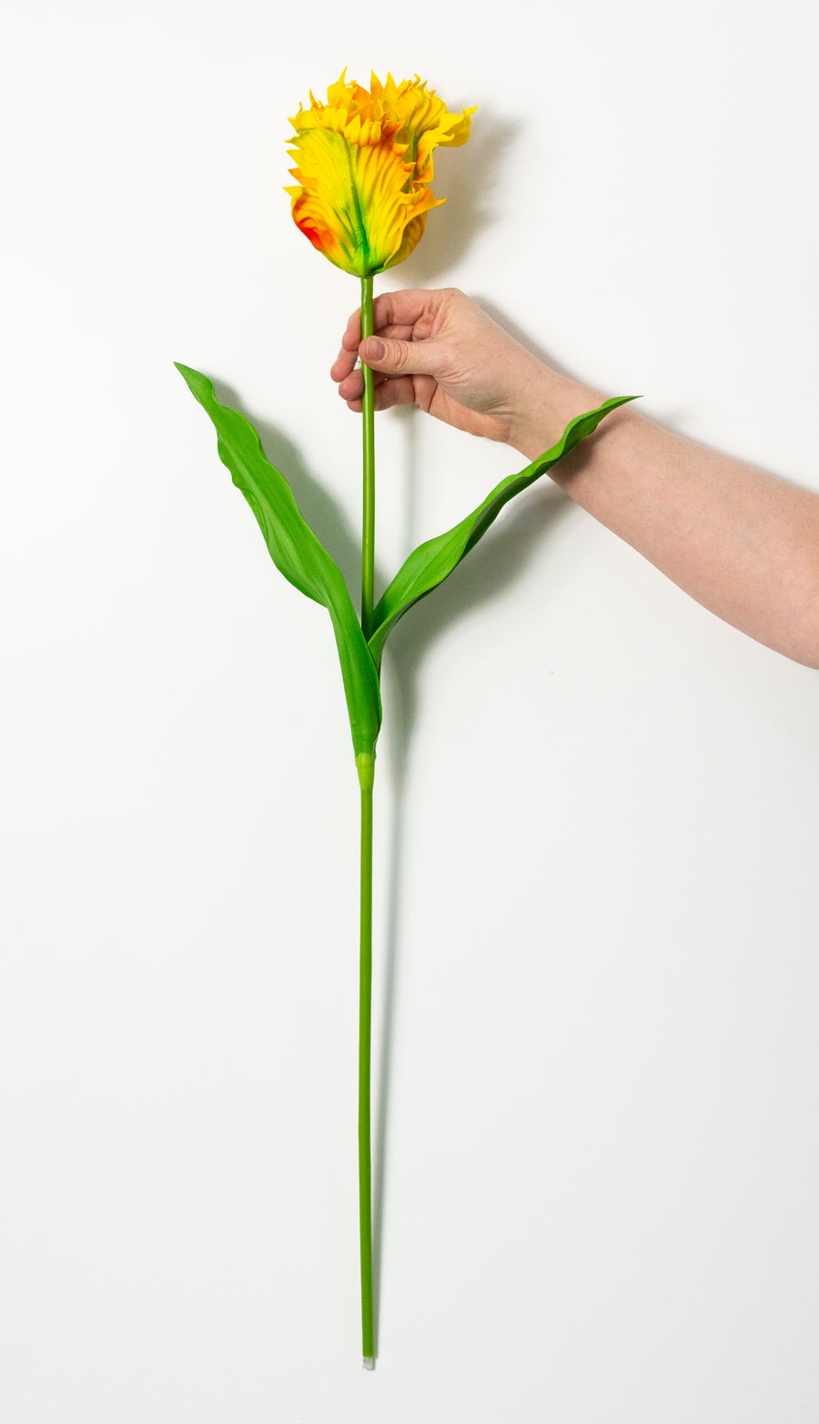 31" Parrot Tulip Stem: Yellow Red