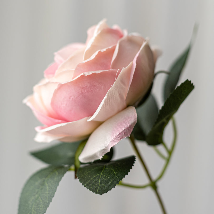 17" Cabbage Rose Bush: Mauve Pink (9)