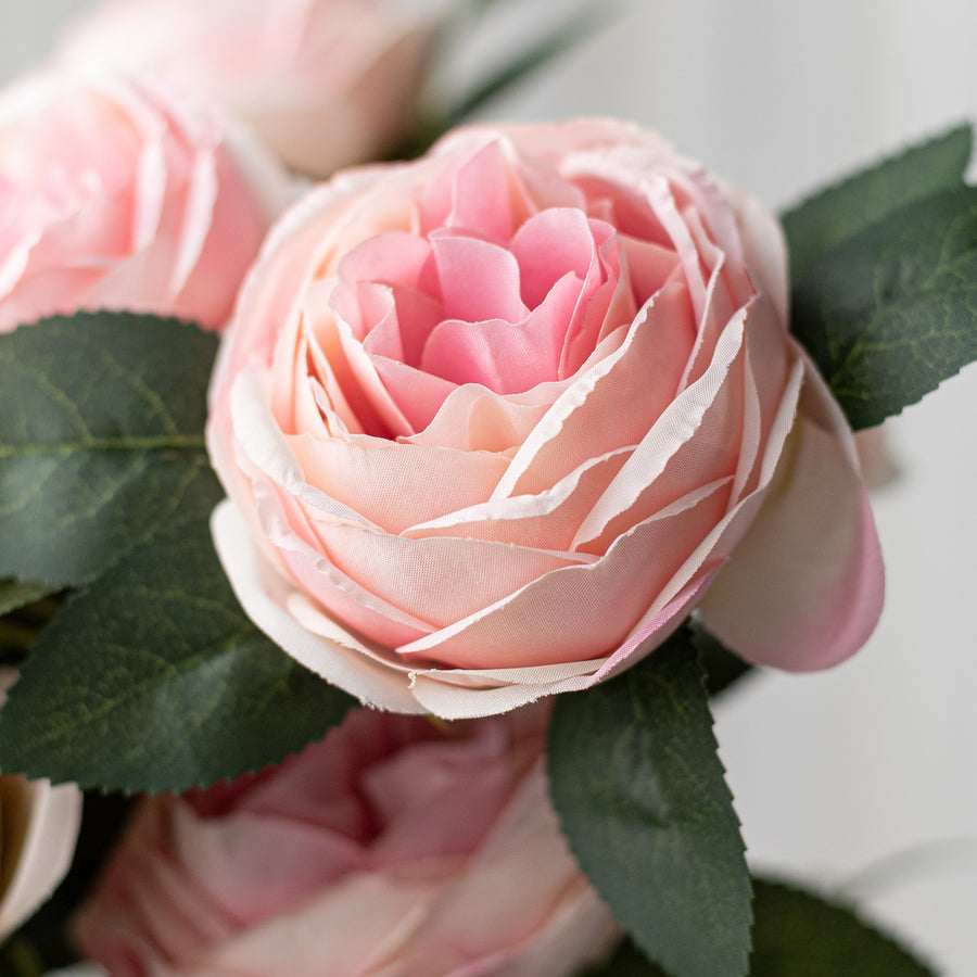 17" Cabbage Rose Bush: Mauve Pink (9)