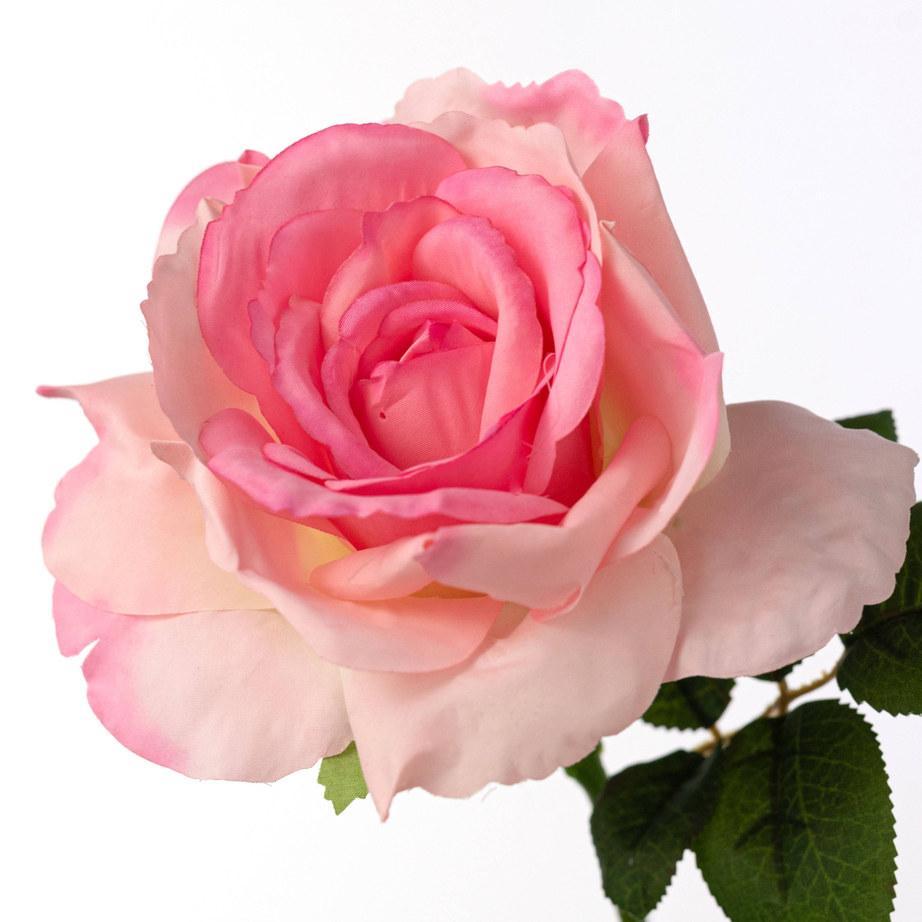 13" Short Stem Rose: Pink