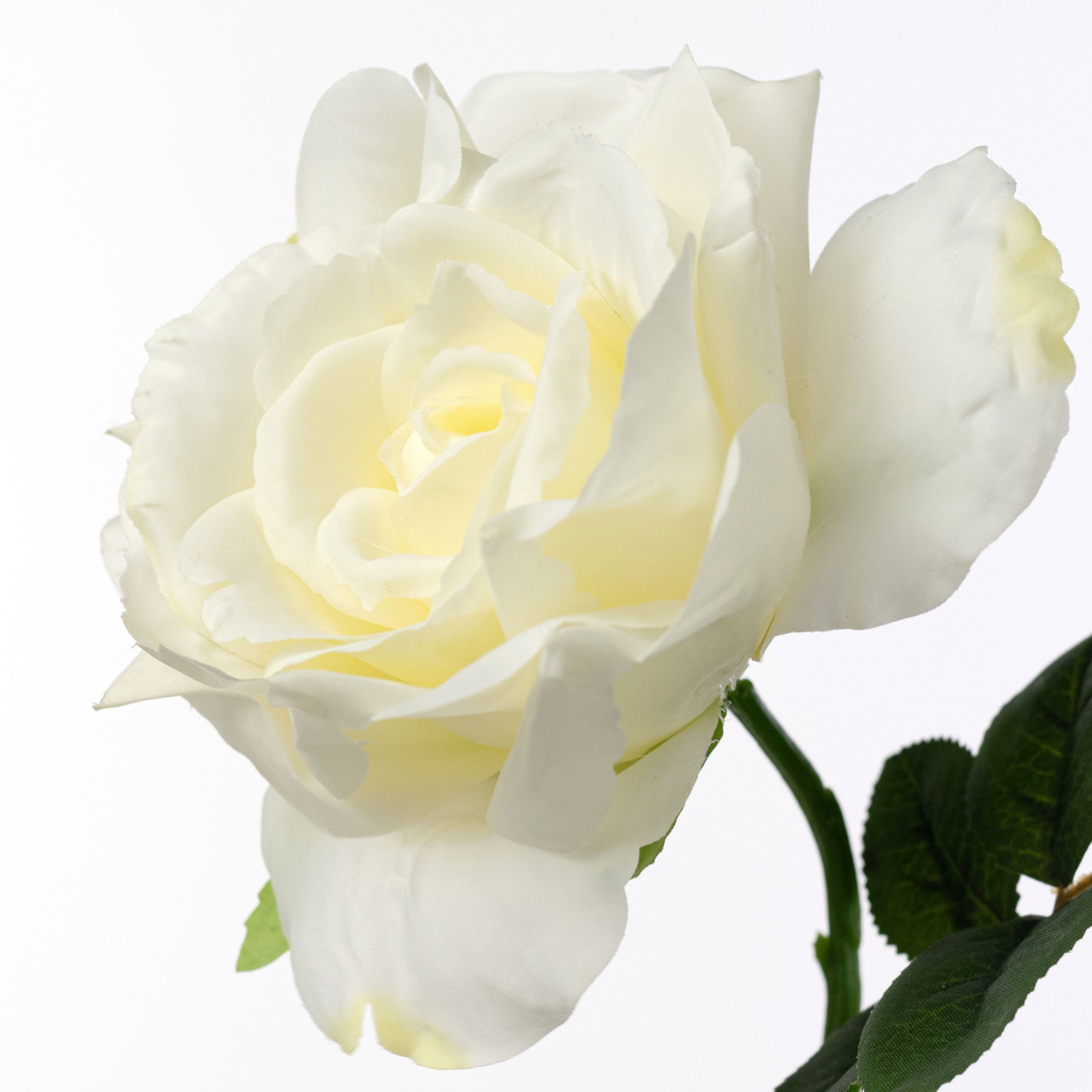 13" Short Stem Rose: Cream