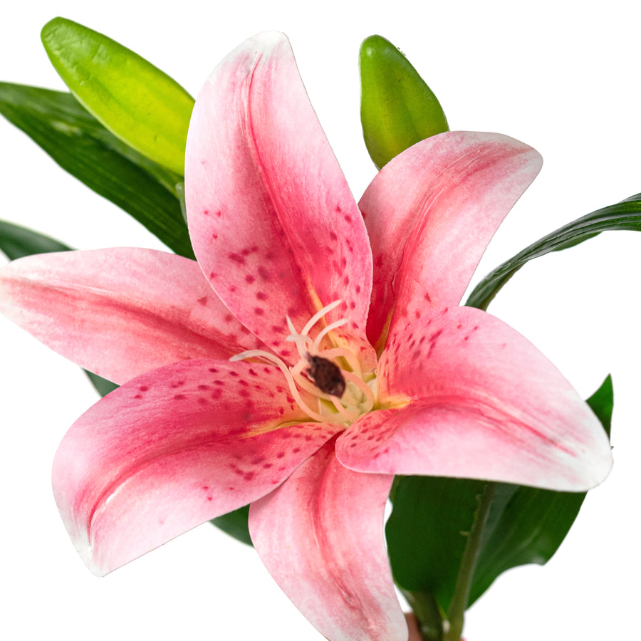 14" Stargazer Lily Stem: Pink