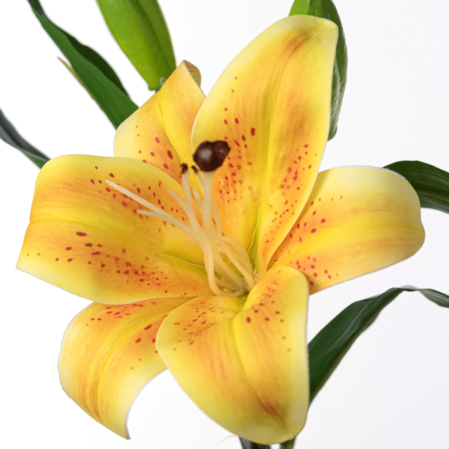 14" Stargazer Lily Stem: Yellow