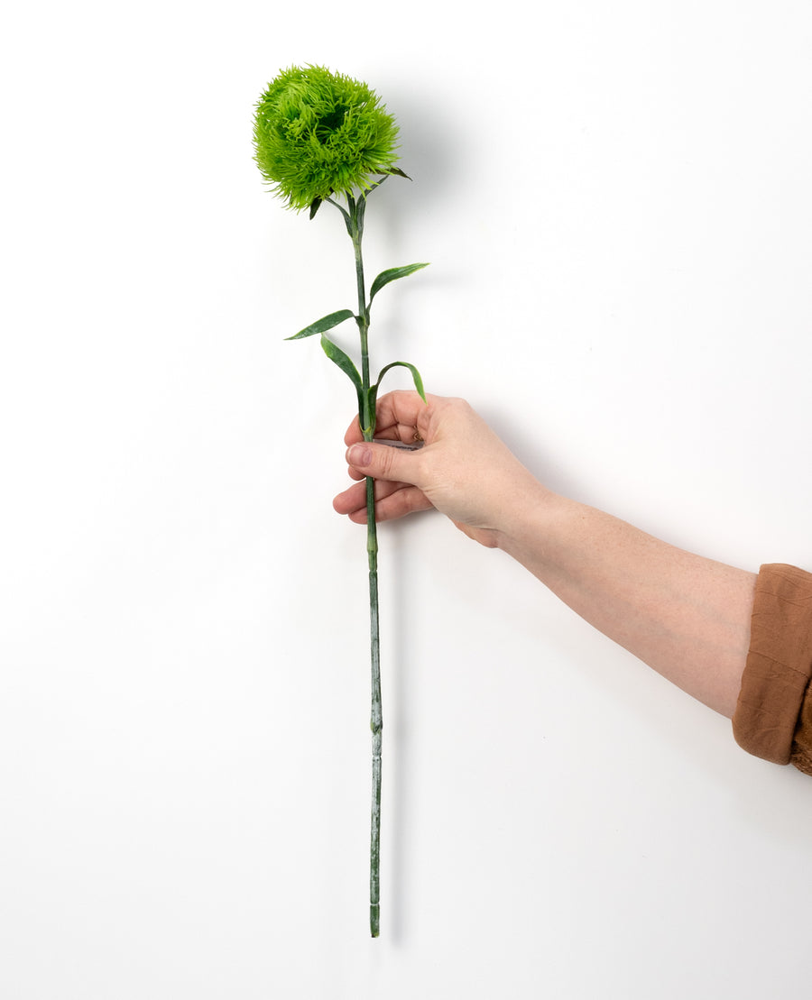 21" Dianthus Green Ball Stem