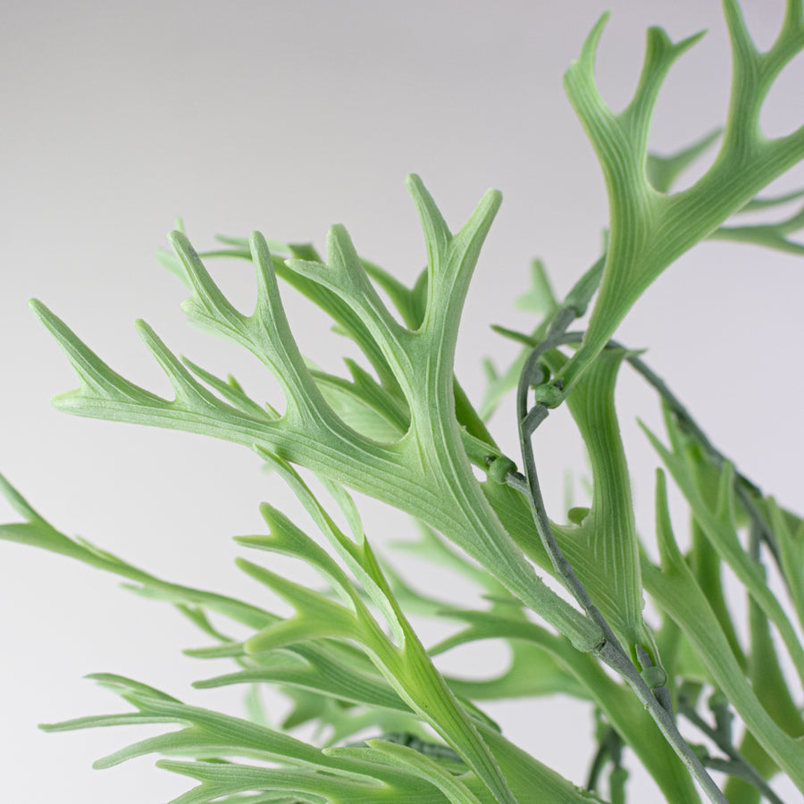 31" Staghorn Fern Vine Hanging Branch