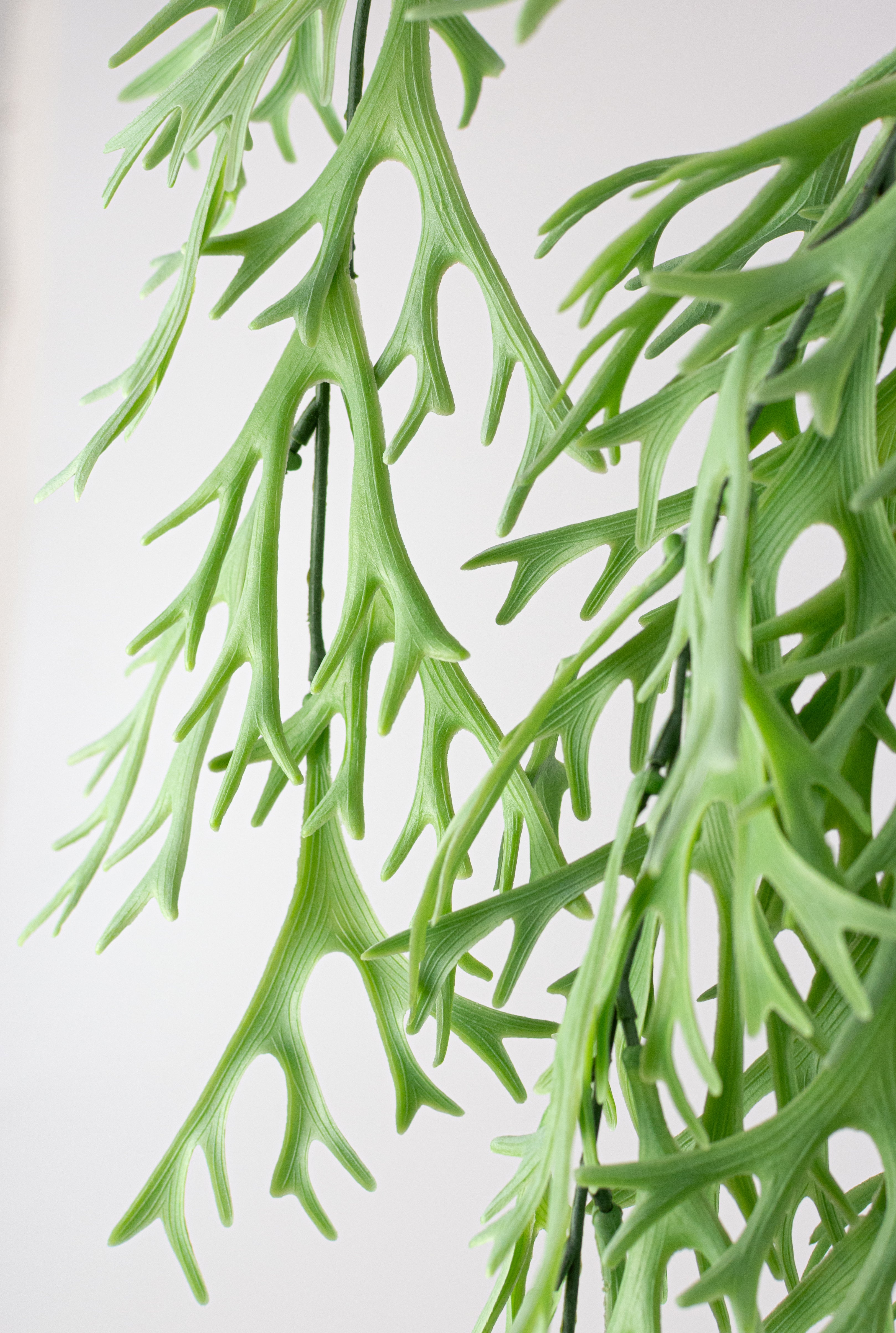 31" Staghorn Fern Vine Hanging Branch