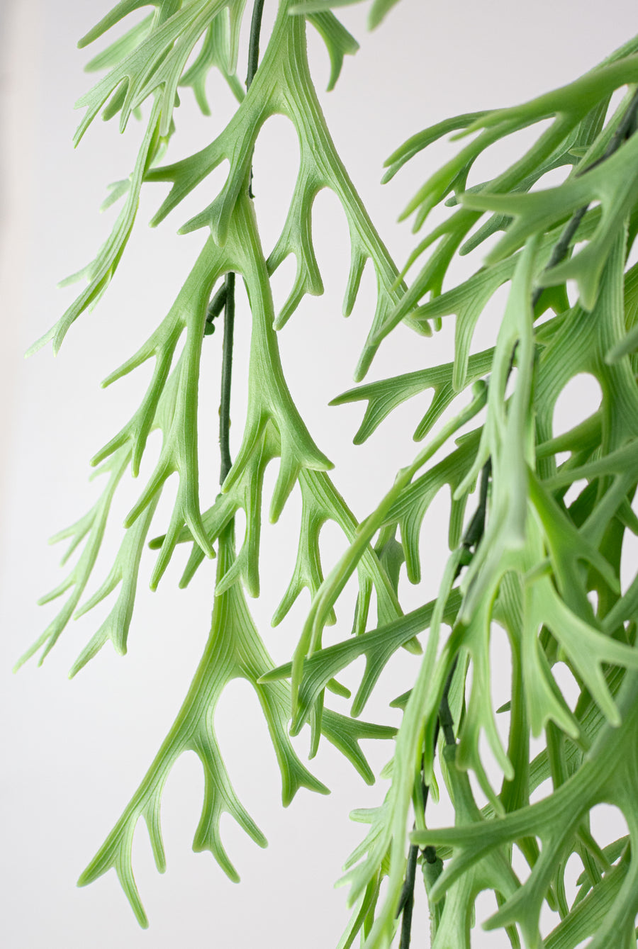 31" Staghorn Fern Vine Hanging Branch