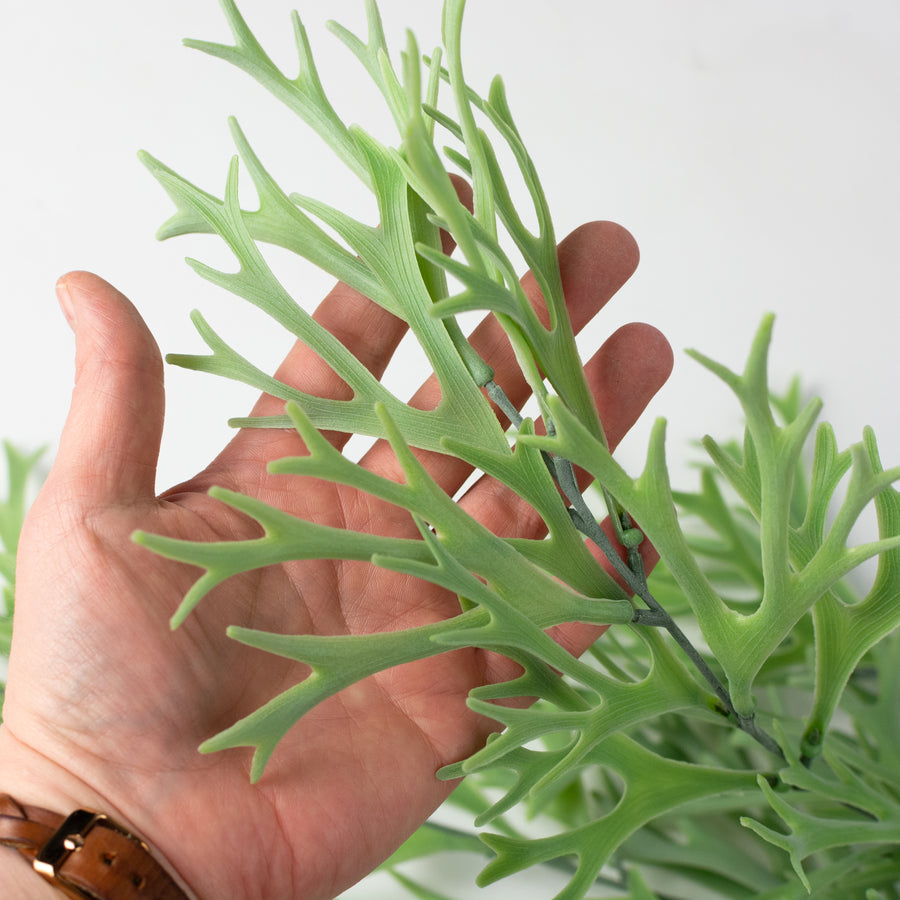 31" Staghorn Fern Vine Hanging Branch