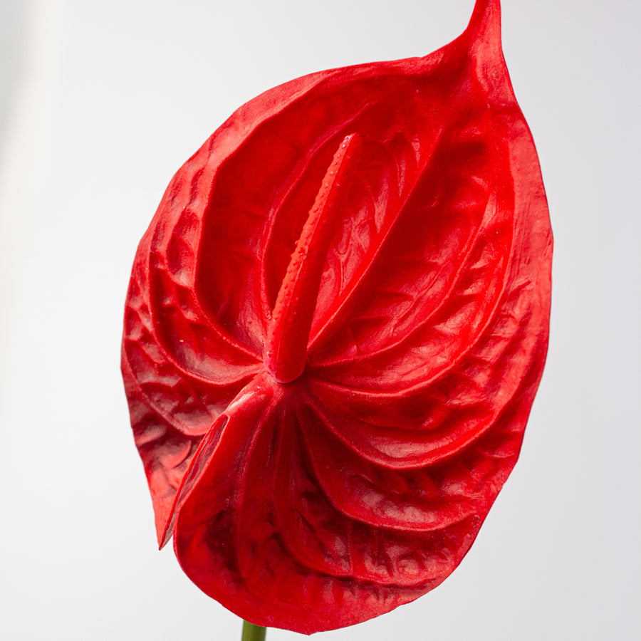 26" Anthurium Stem: Red