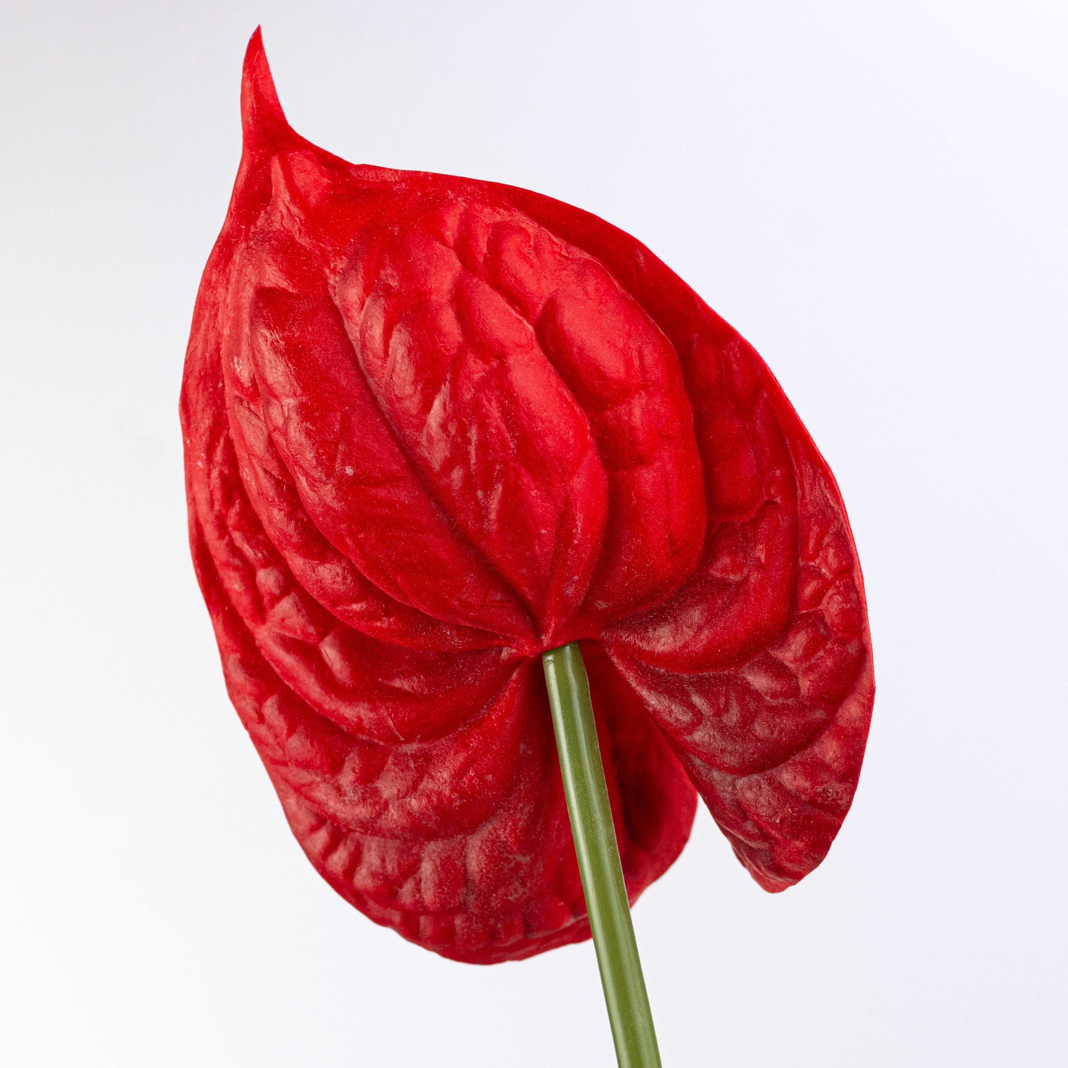 26" Anthurium Stem: Red