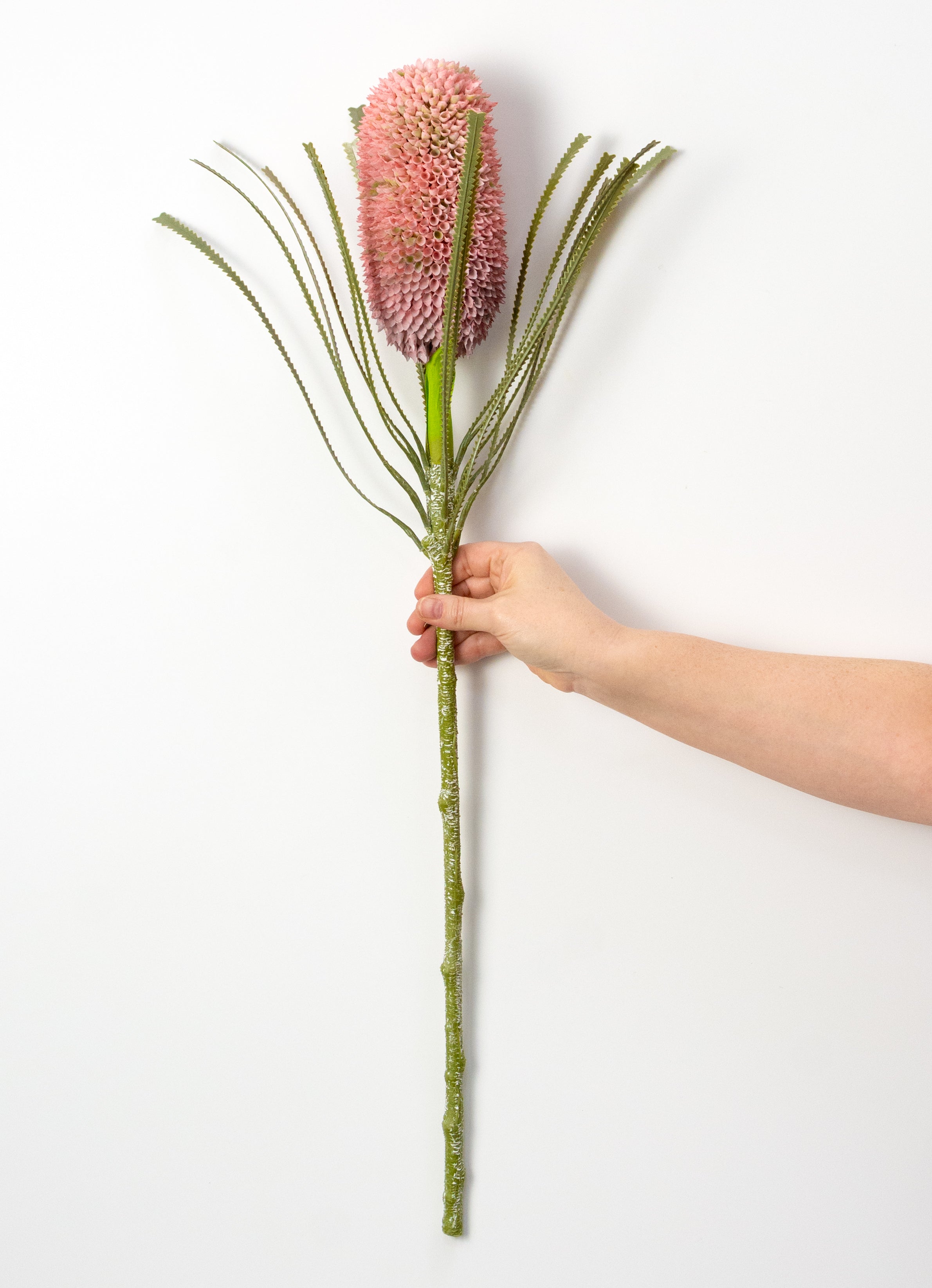 29" Banksia Protea Stem: Burgundy Pink