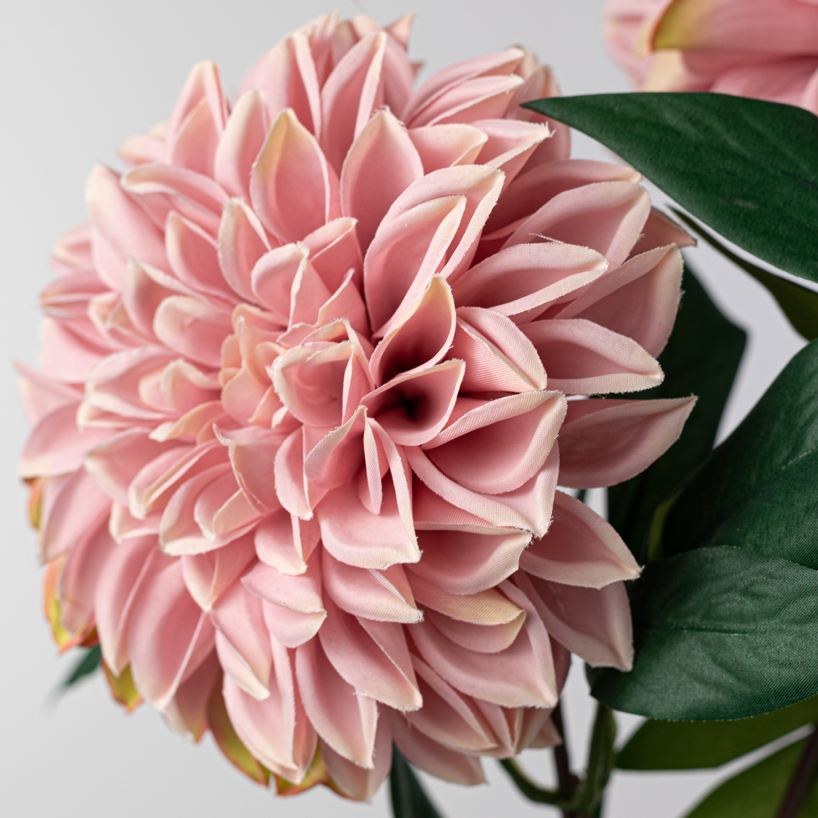 23" Dahlia Bush: Mauve Pink (10 Stem)