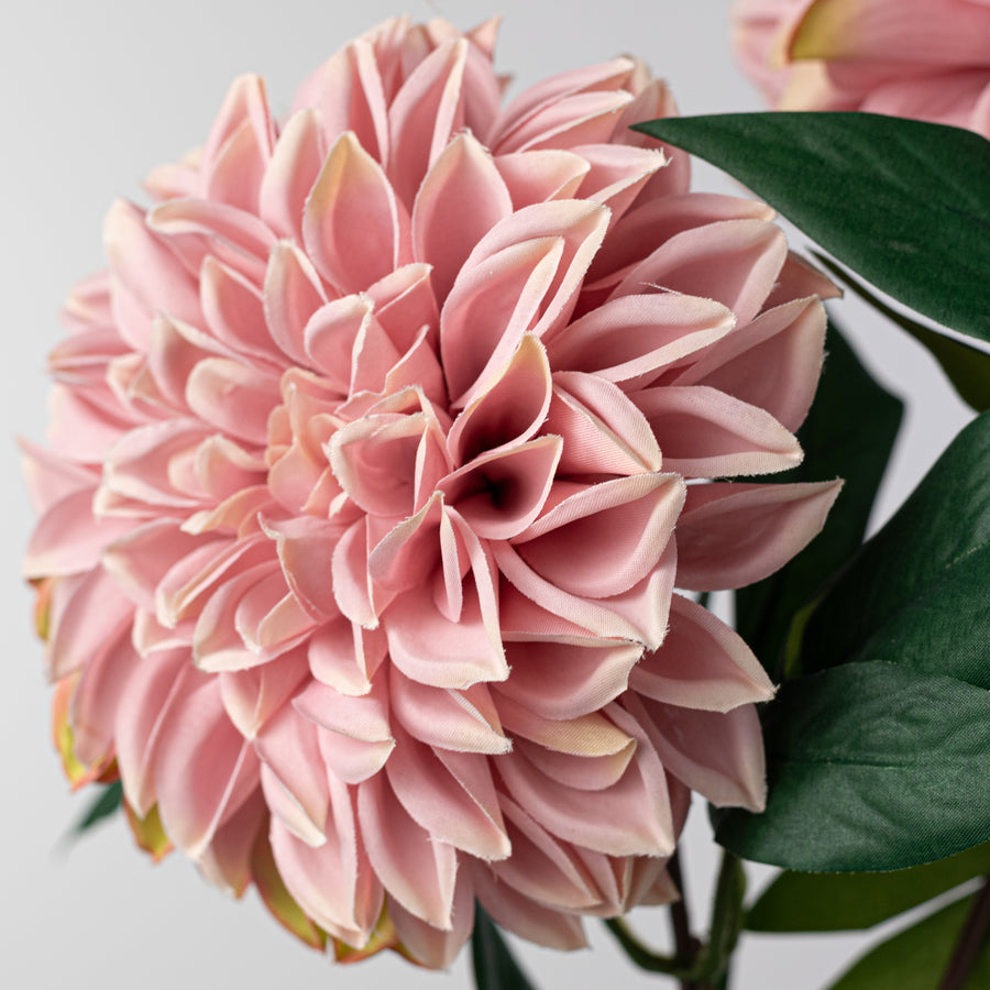 23" Dahlia Bush: Mauve Pink (10 Stem)