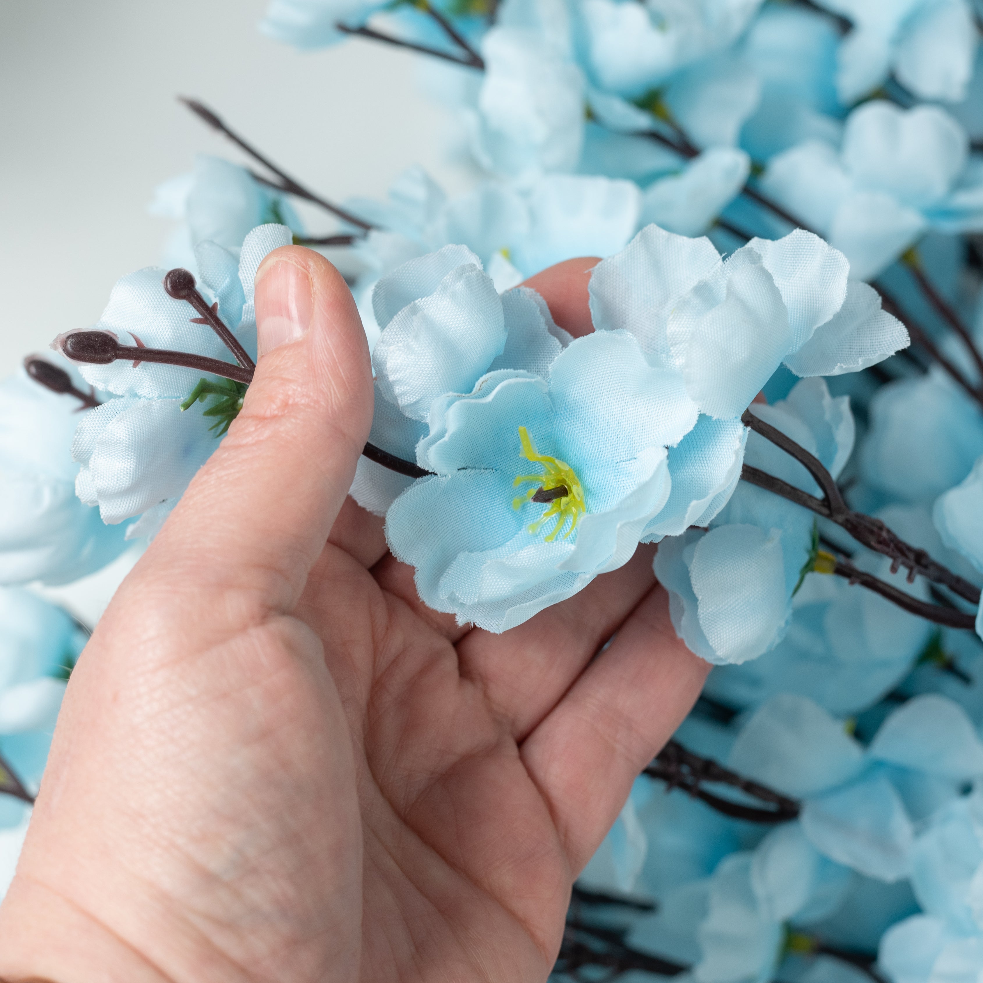 Exotico De Lago – Cherry Blossom Blues Exotico De Lago – Cherry Blossom Blues