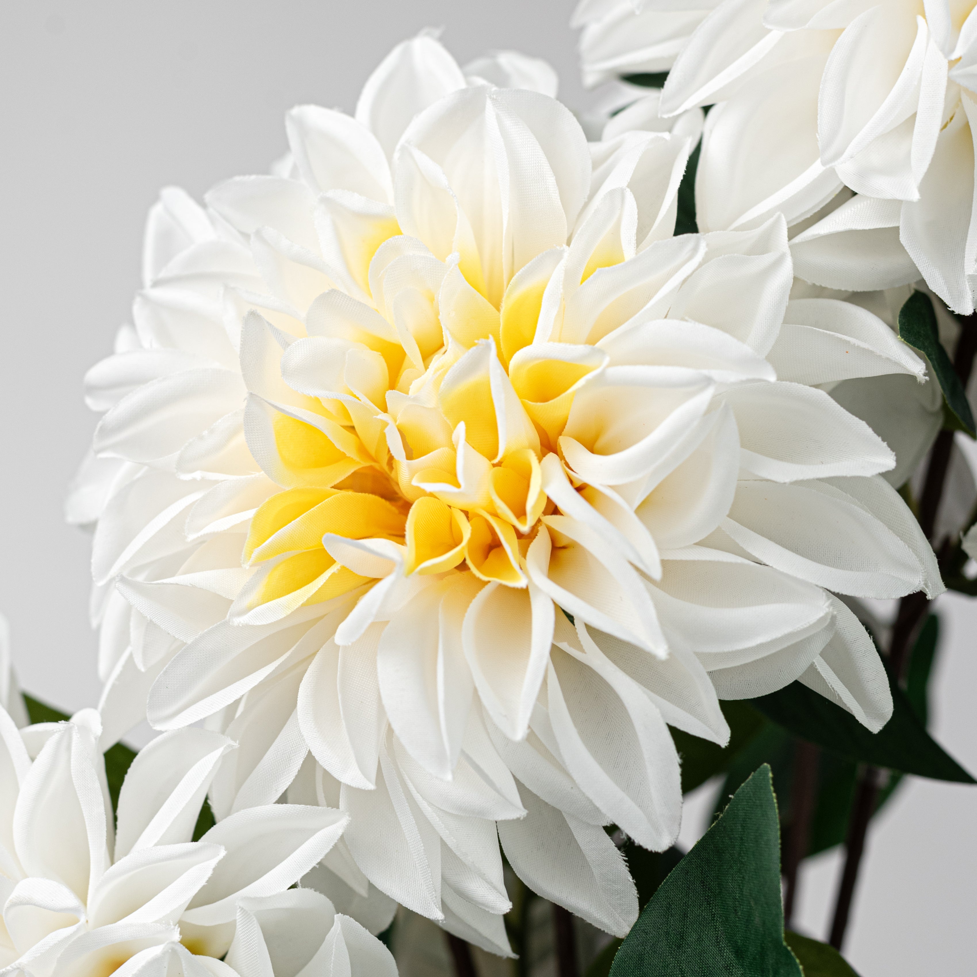 23" Dahlia Bush: Cream White (10 Stem)
