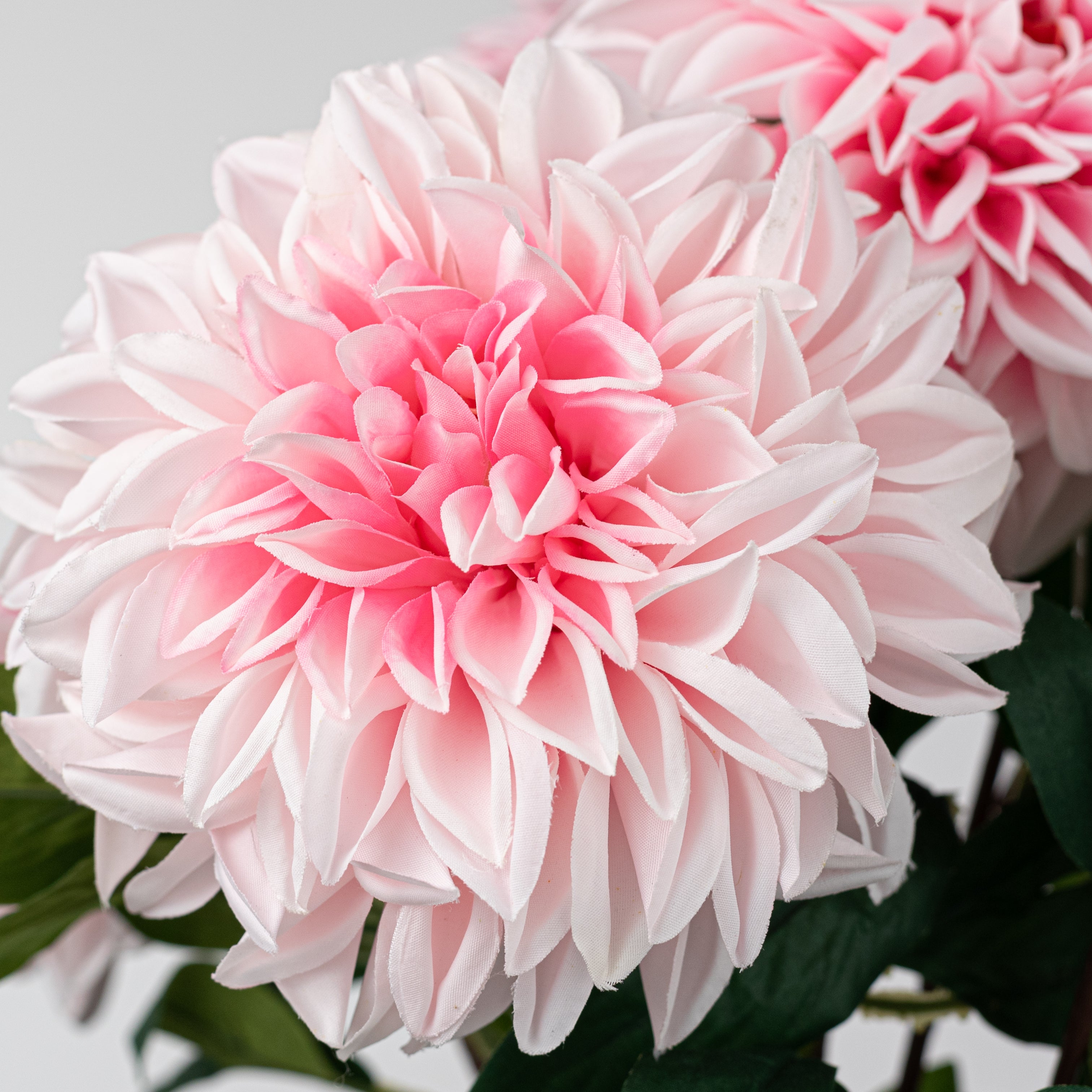 23" Dahlia Bush: Pink (10 Stem)