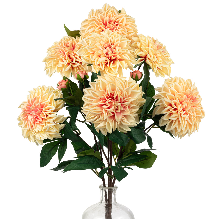 23" Dahlia Bush: Peach (10 Stem)